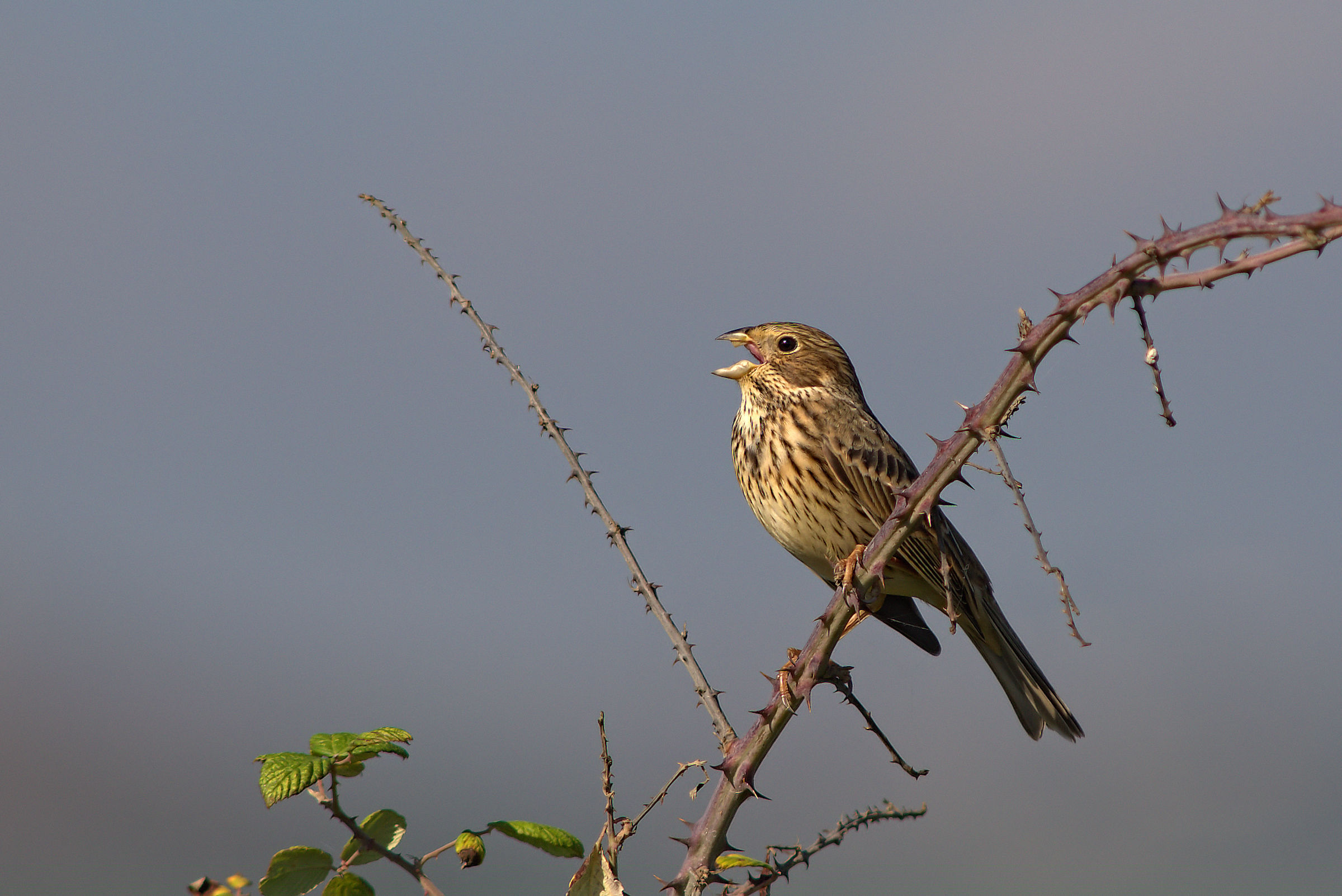 Corn Bunting