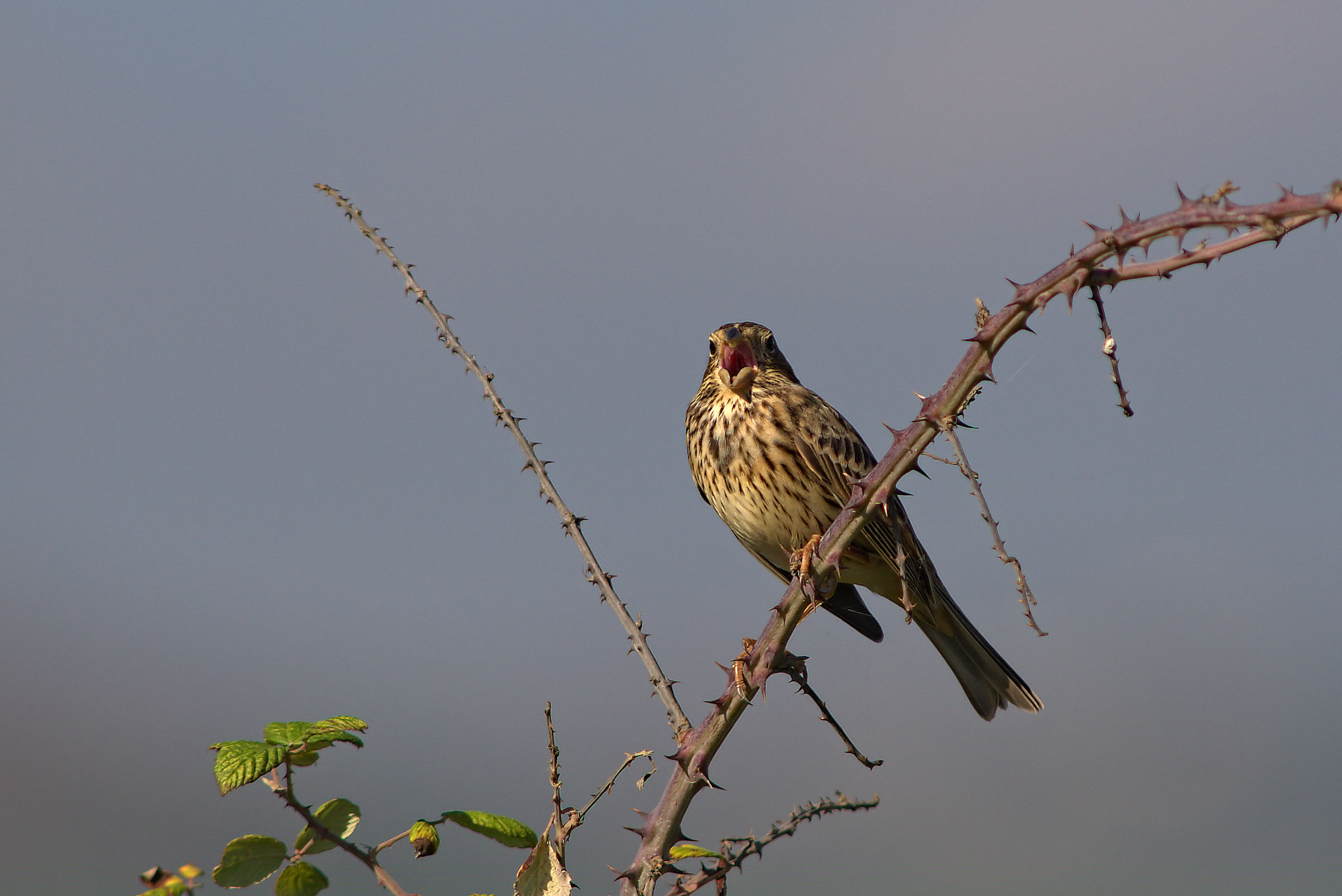 Corn Bunting