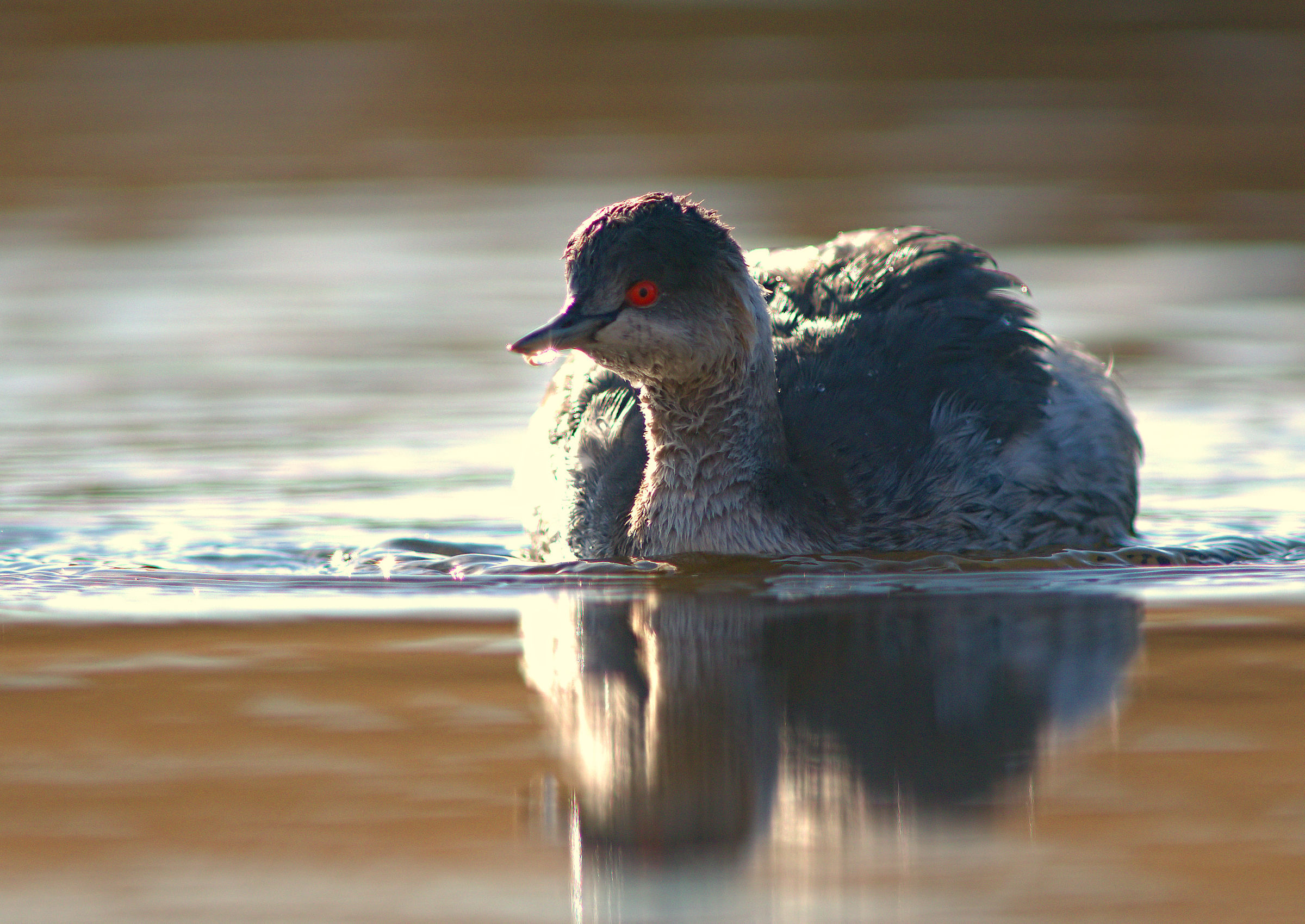 Small Grebe