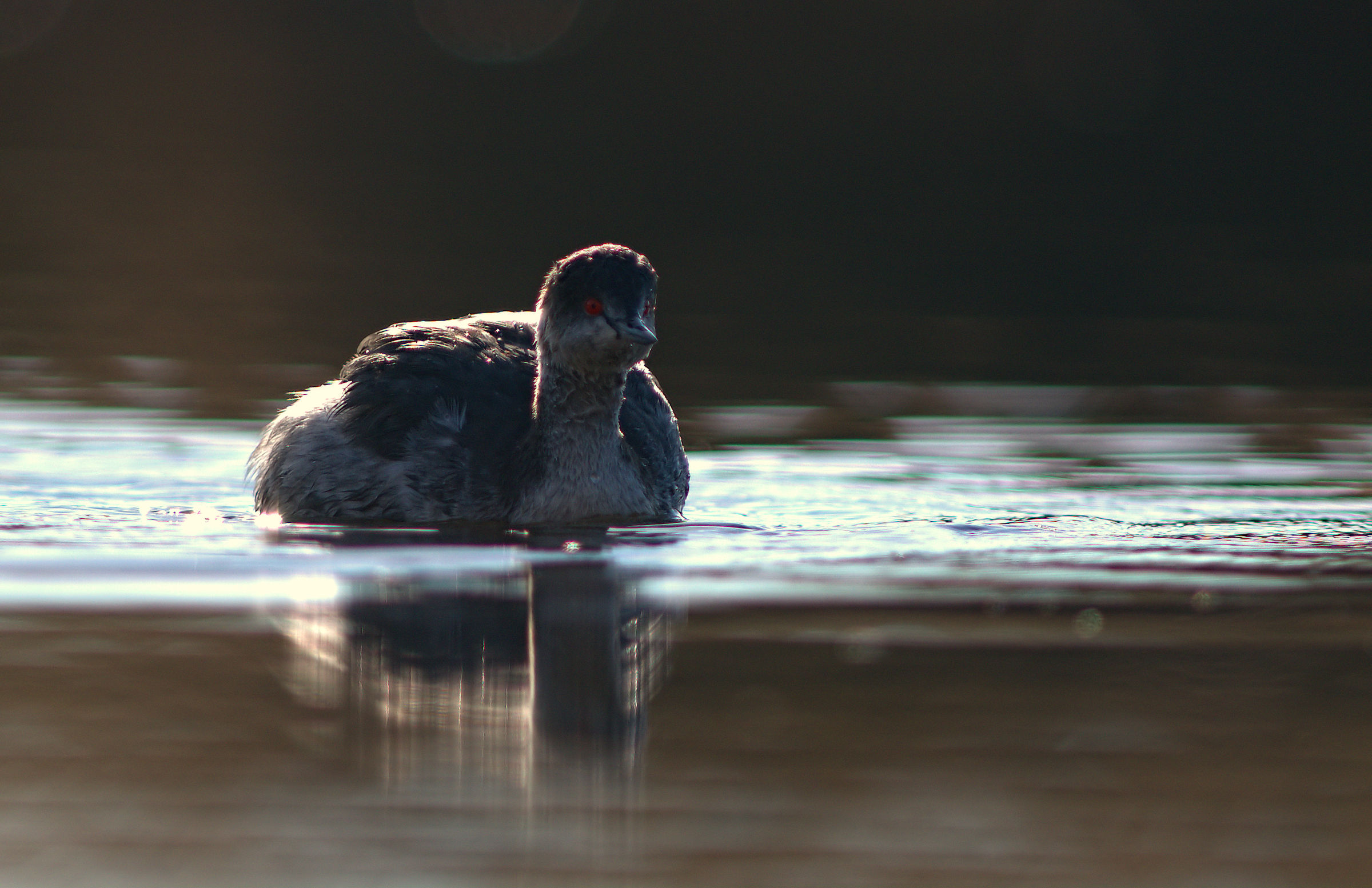 Small Grebe