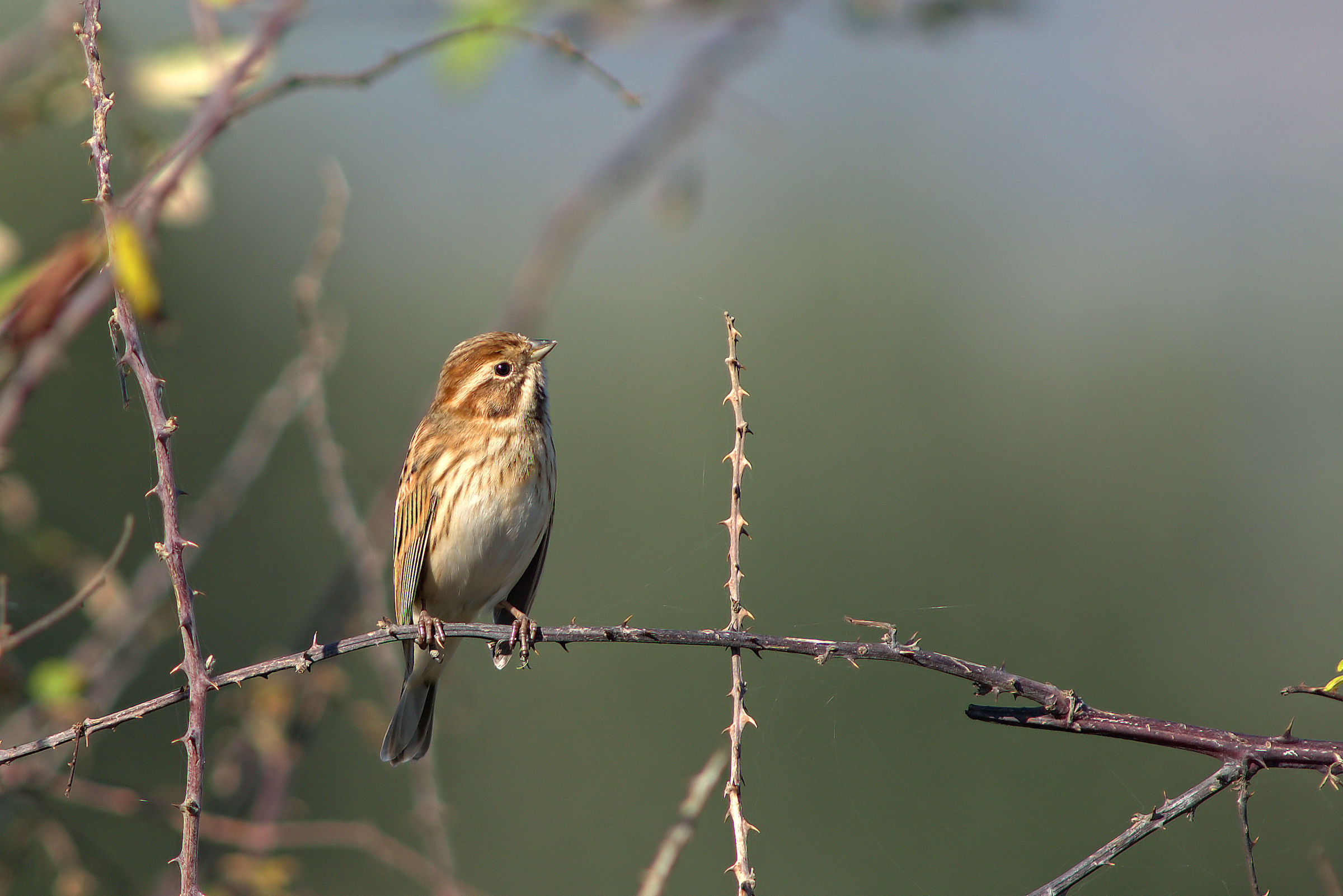 Migliarino di palude