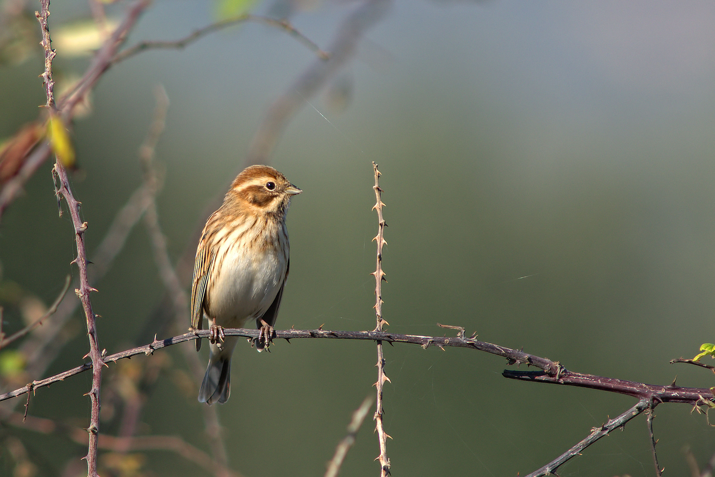 Migliarino di palude