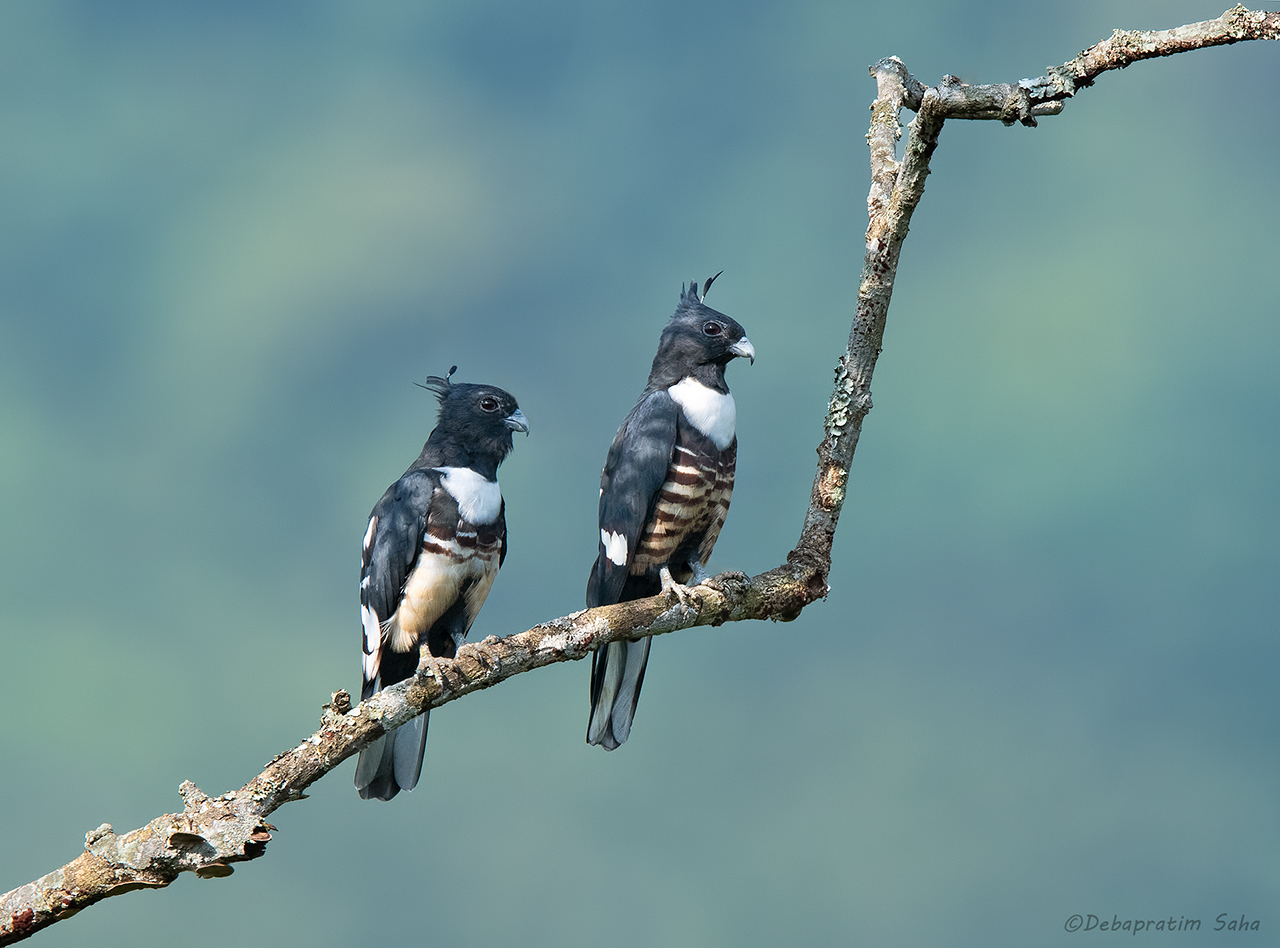 Black baza pair