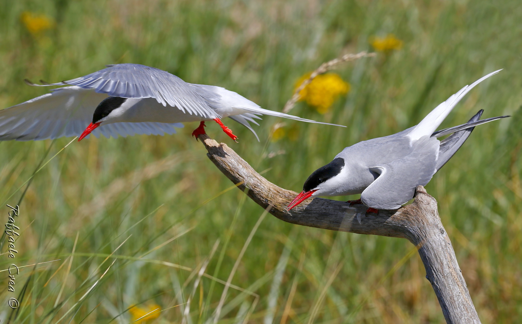 Sterne Artiche o Codalunga