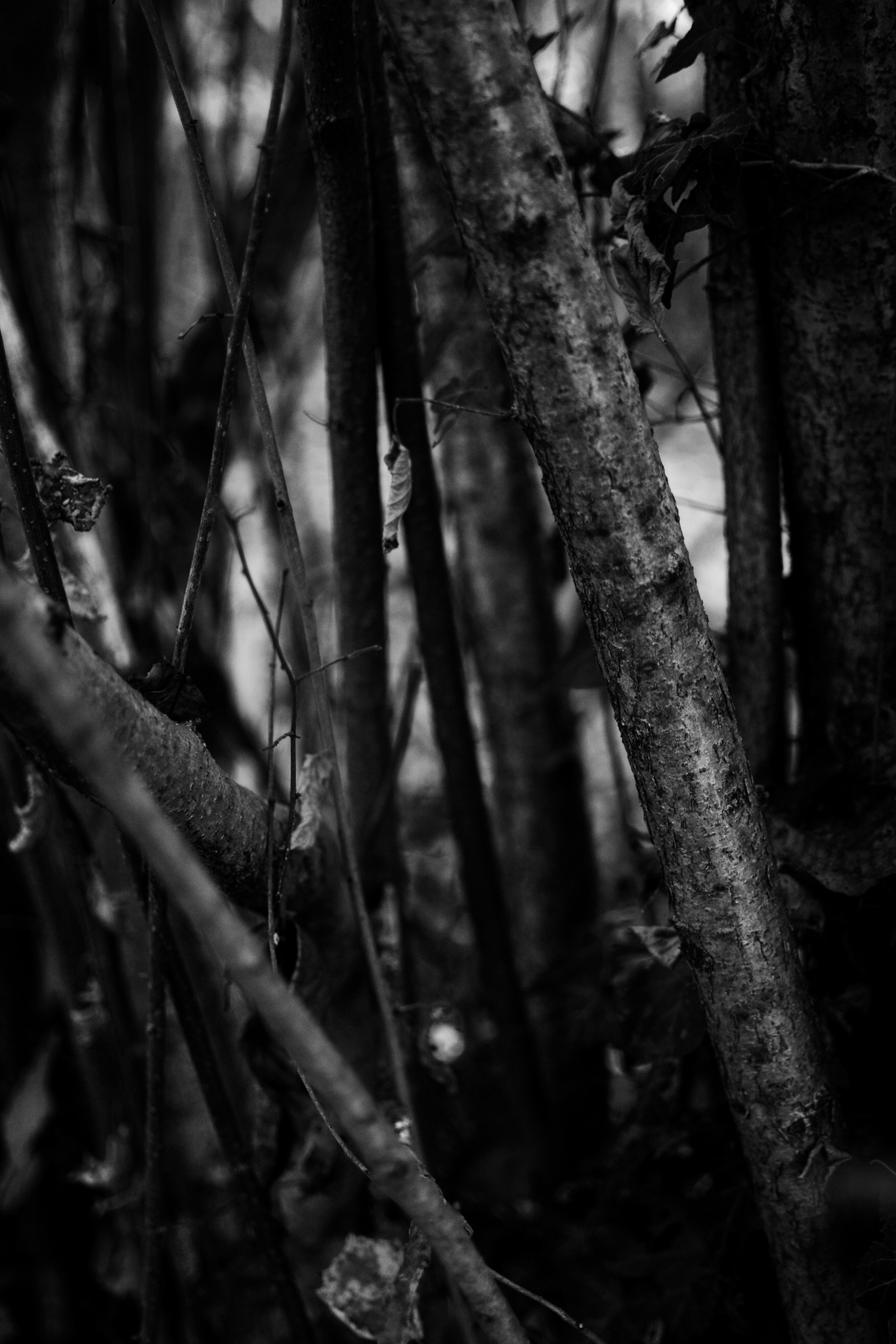 Bosco fitto verso le Piramidi di Zone