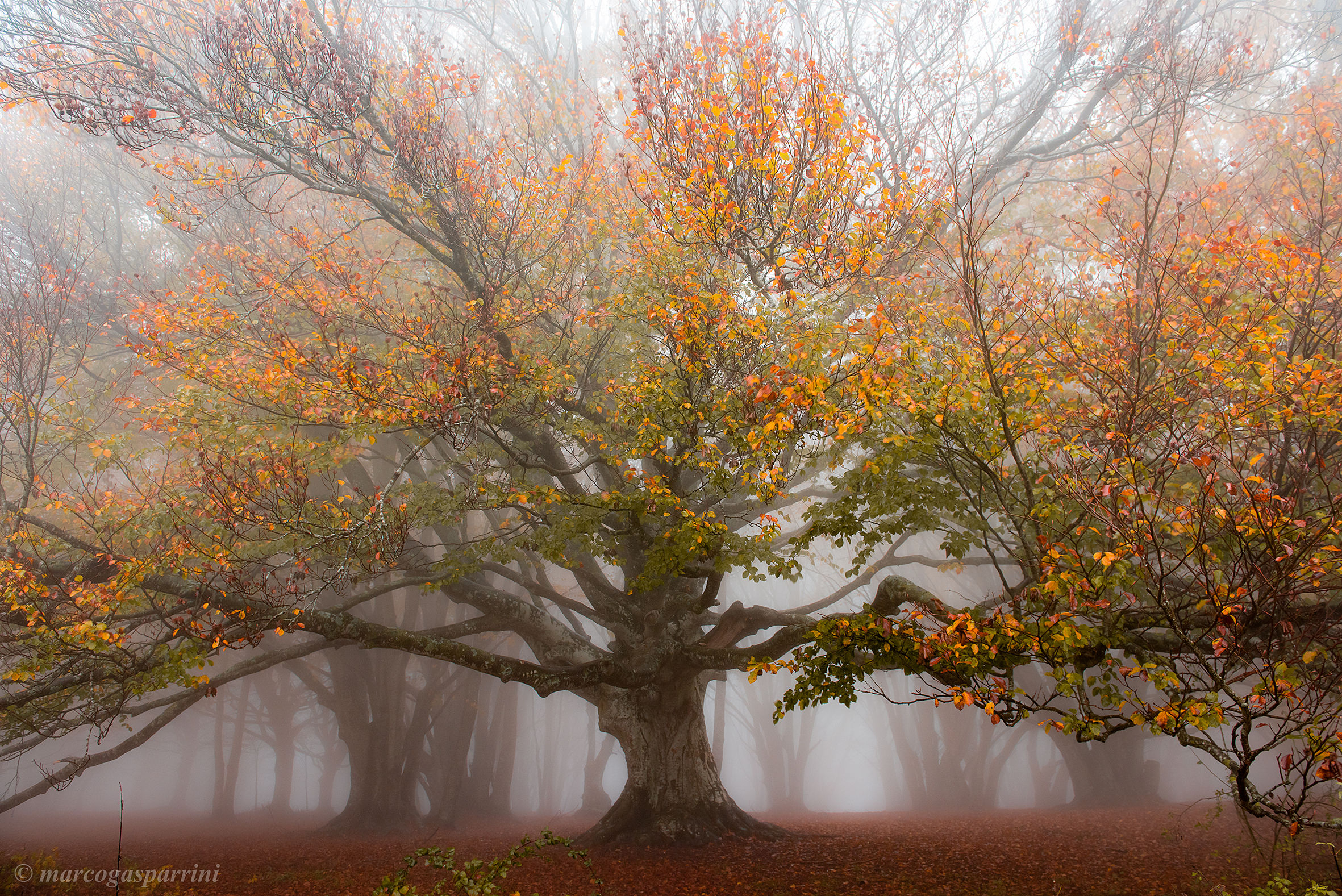 L'autunno a Canfaito