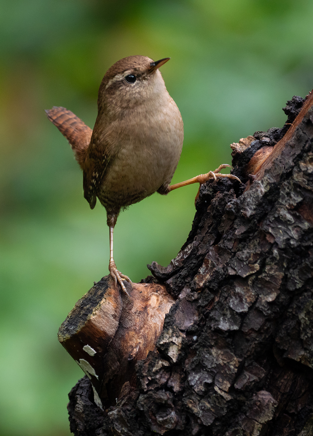 The Goblin of the forest.