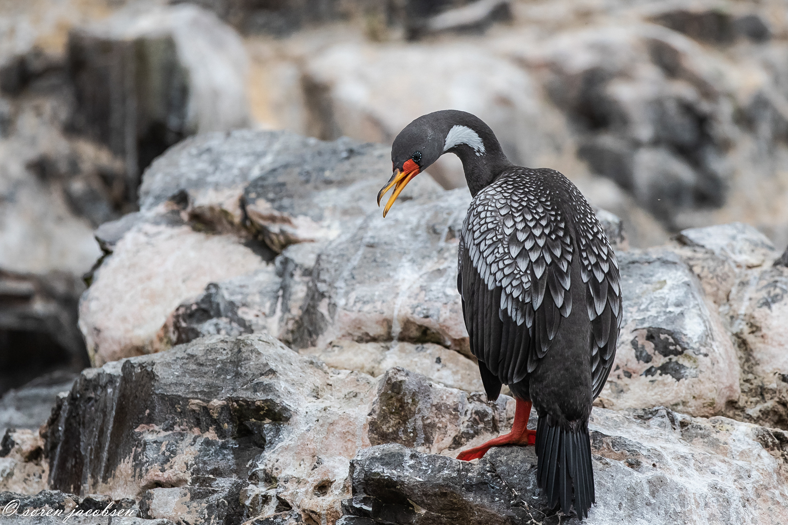 Booby dai piedi blu!