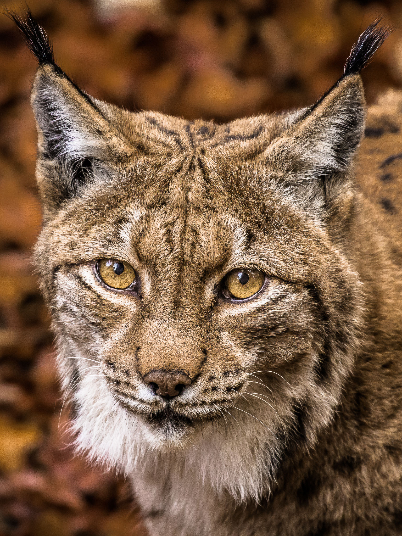 Lince