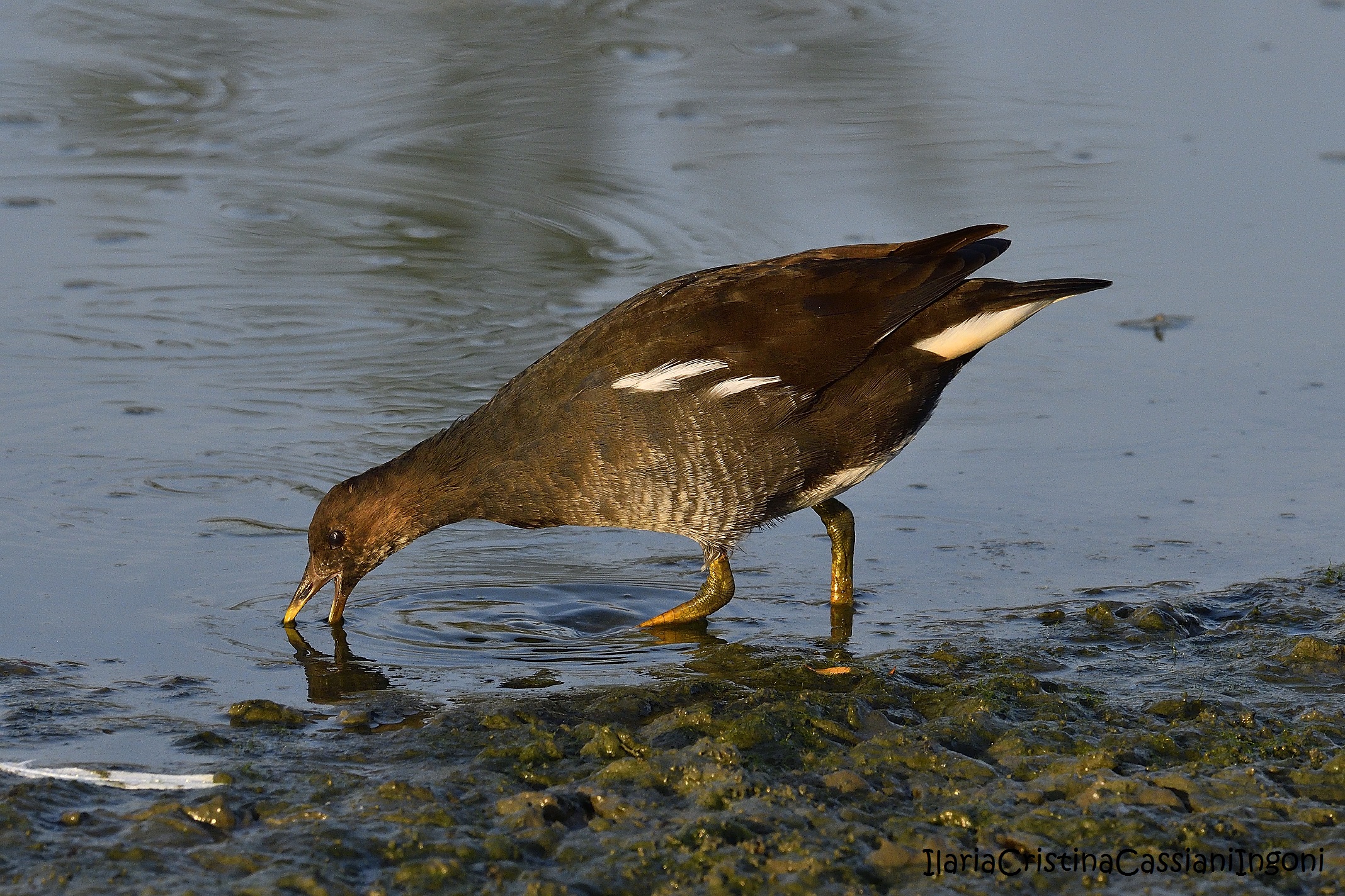 Juv Water Gallinule.
