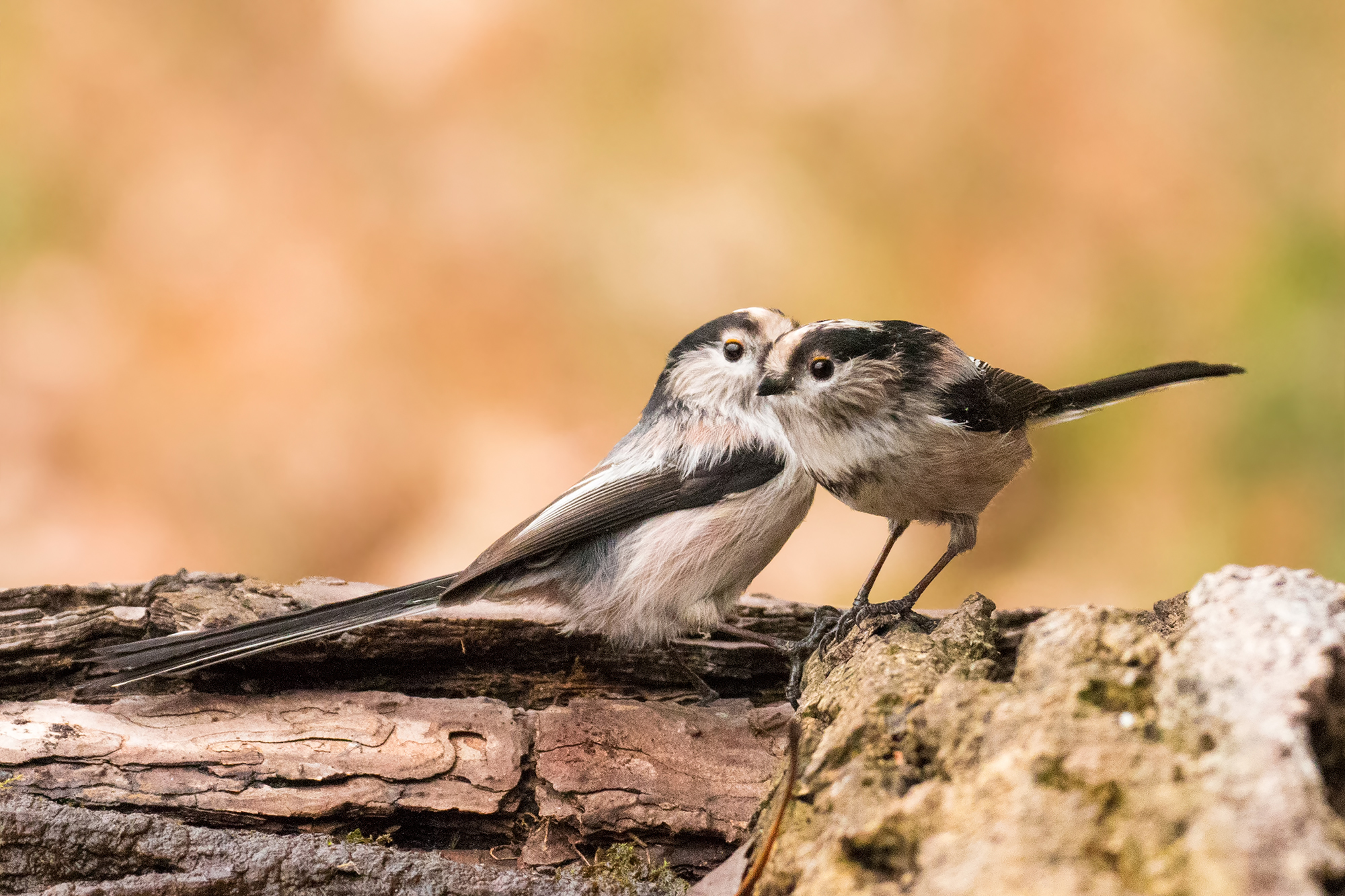 Ti racconto un segreto