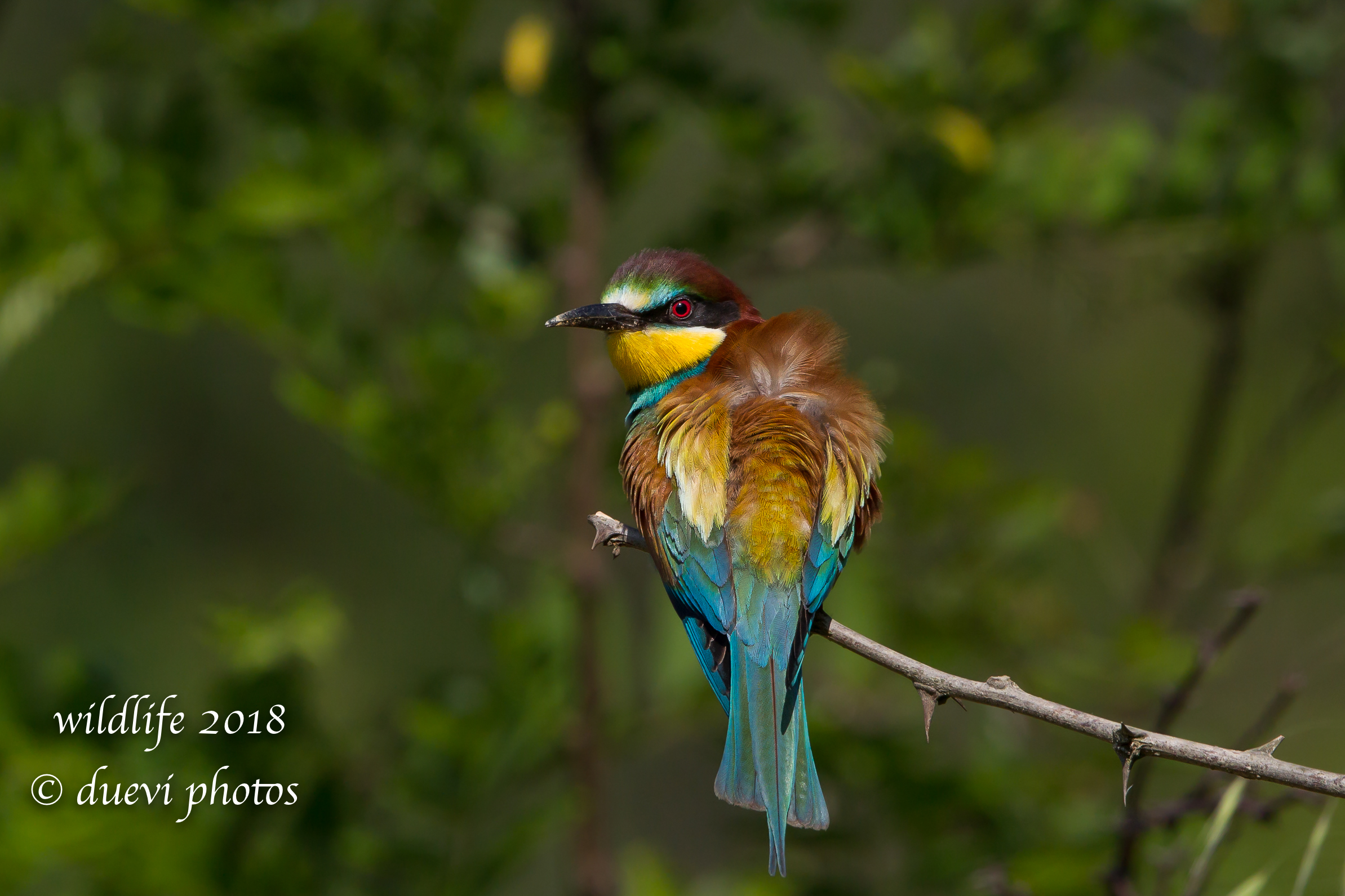 Merops Apiaster