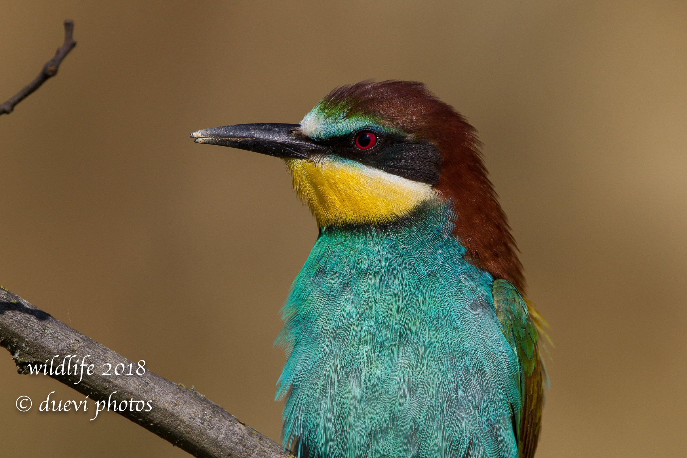 Ritratto - Merops Apiaster