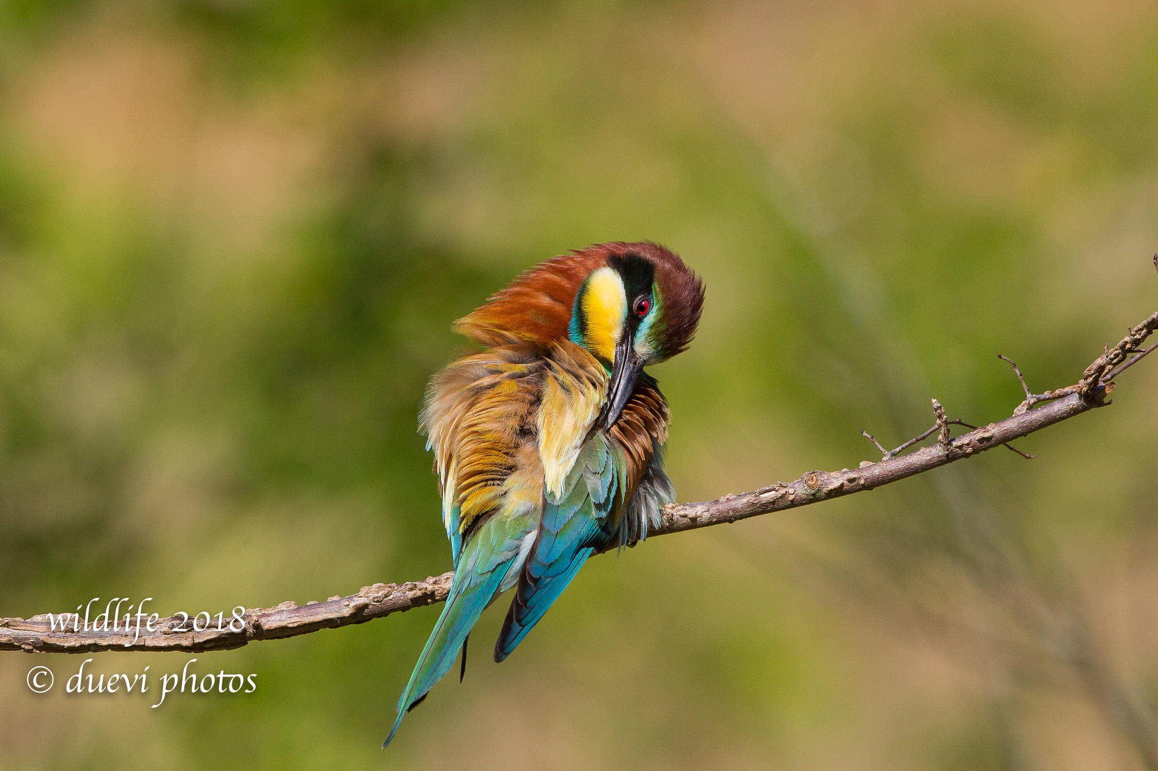 Merops Apiaster