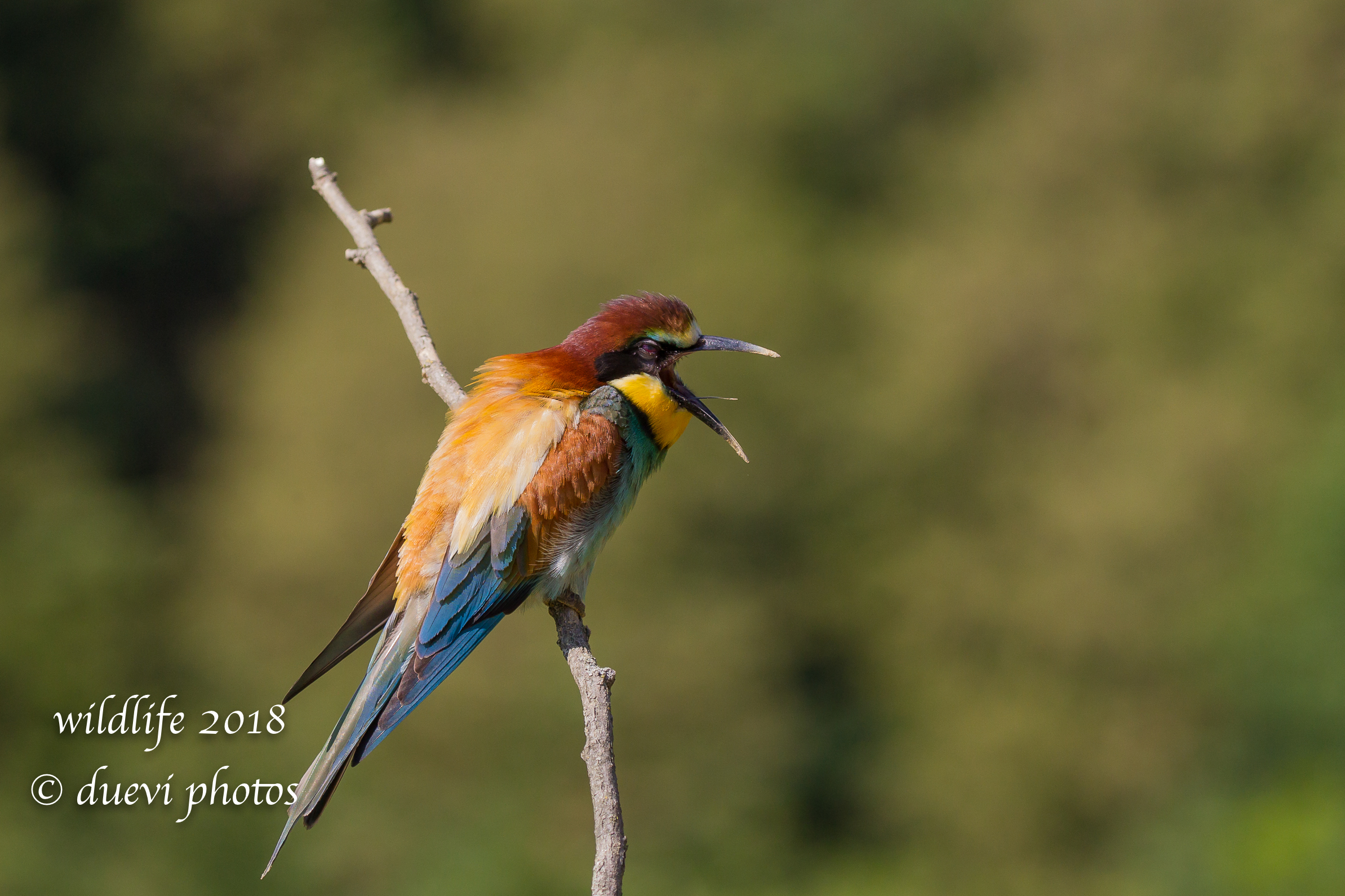 Merops Apiaster