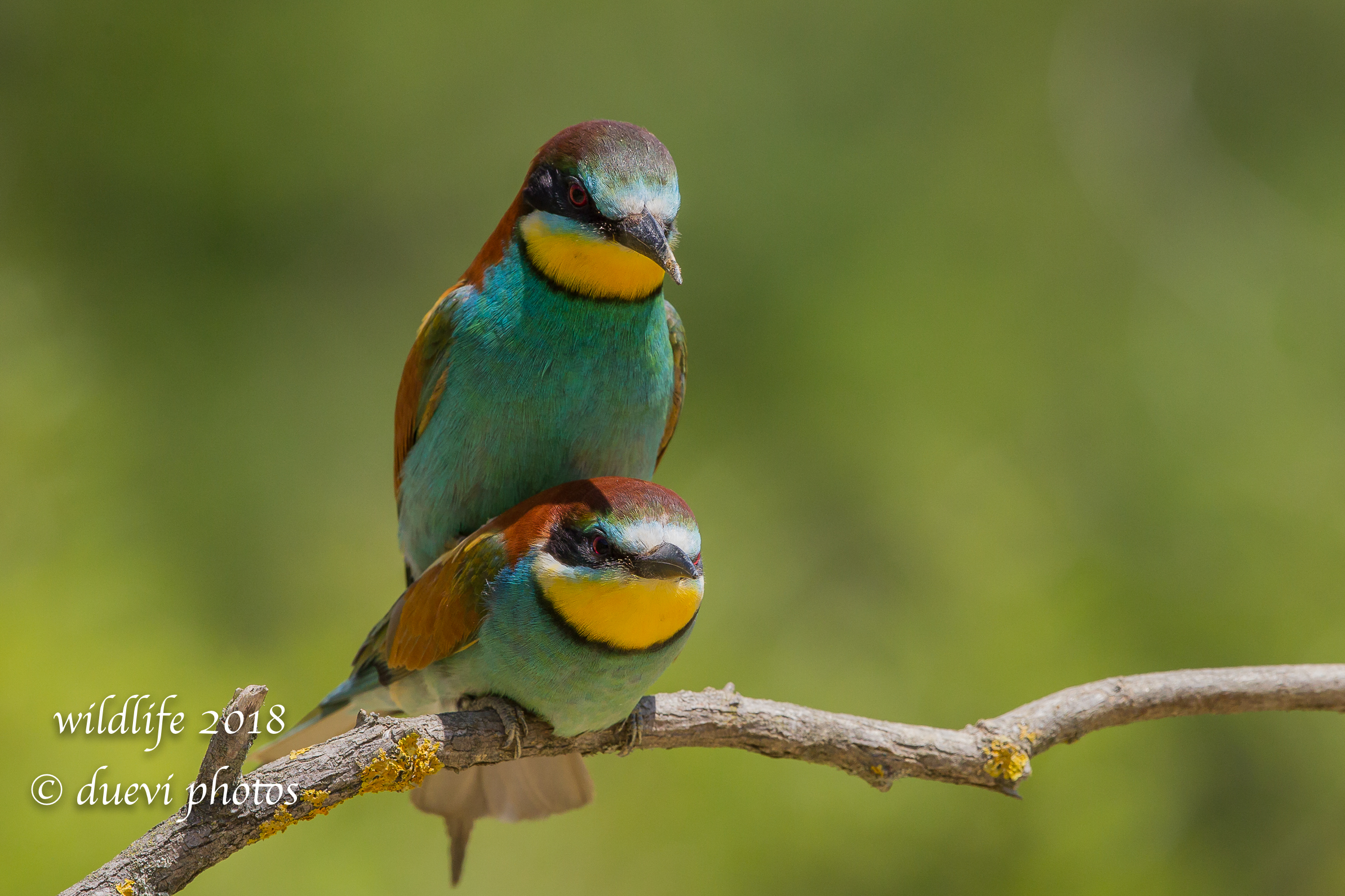 Il dopo dono _ Merops Apiaster