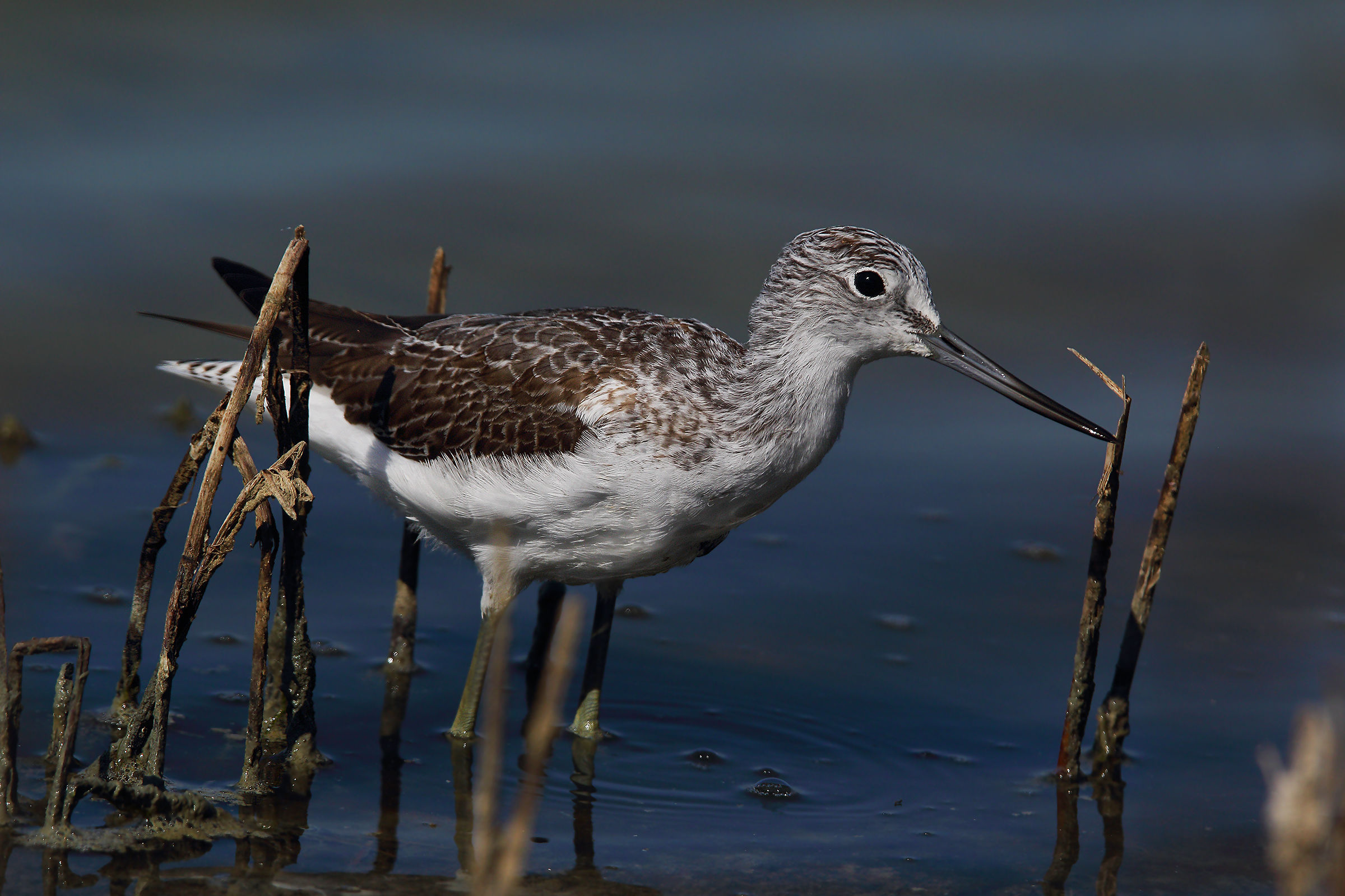 Greenshank