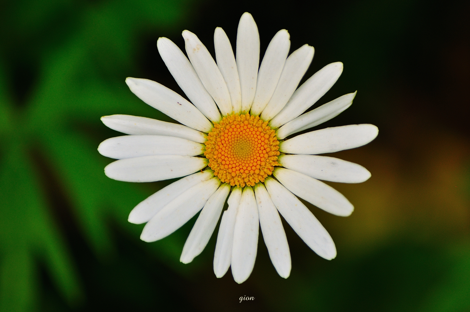 Leucanthemum vulgare
