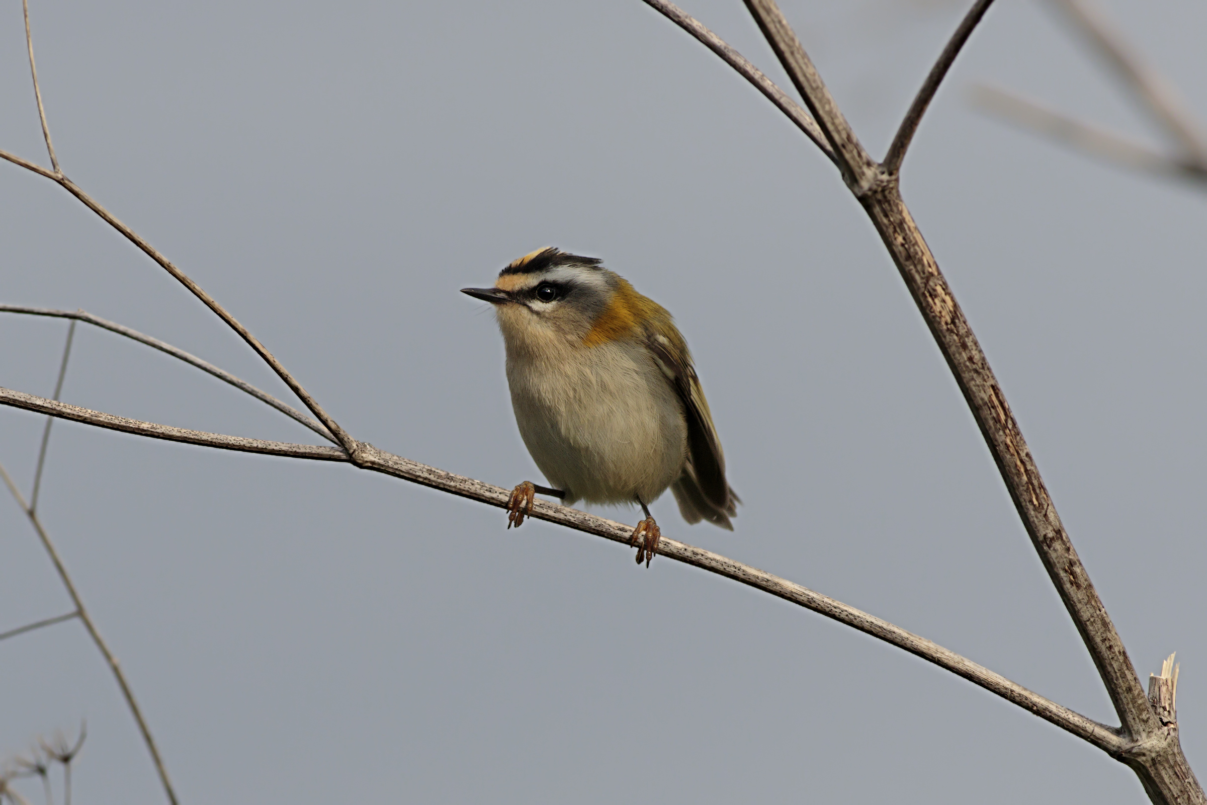 Firecrest
