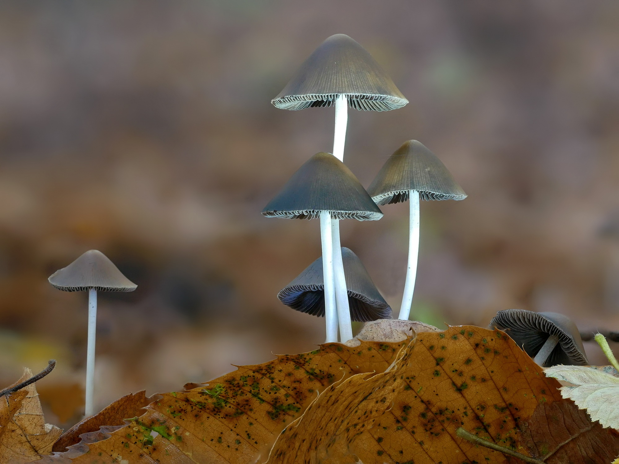 Piccole presenze nel bosco