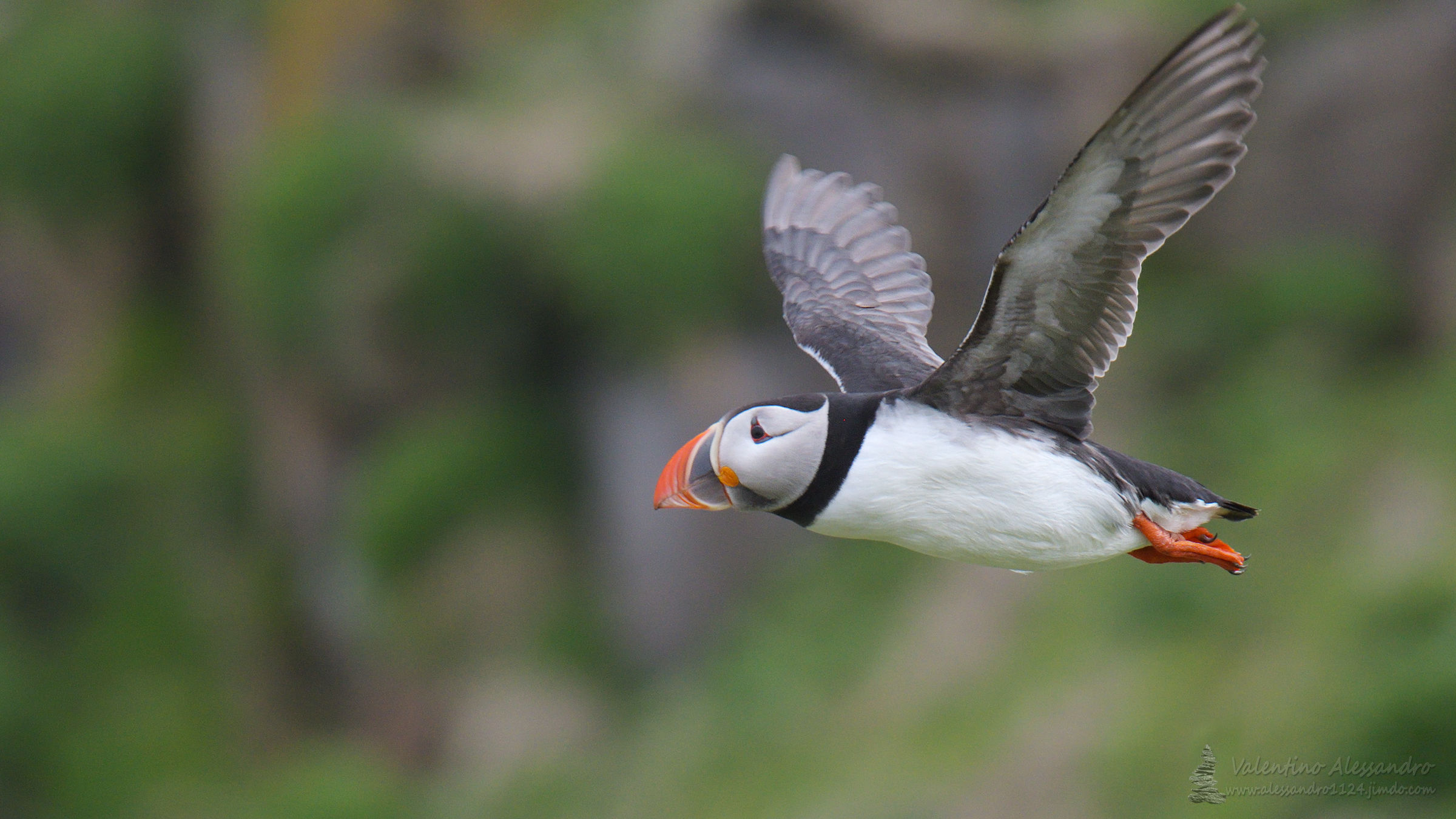 Puffin in flight