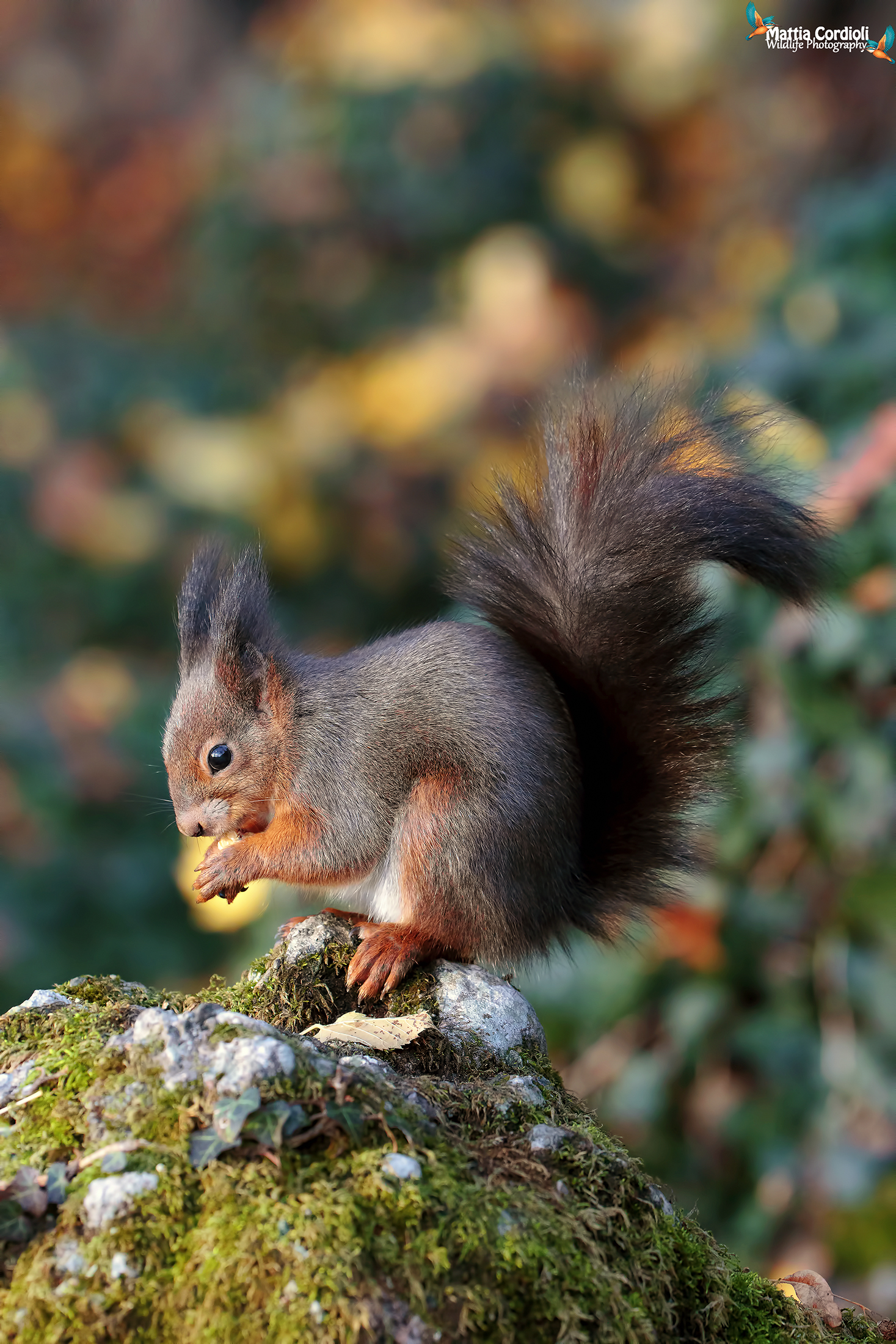 Red squirrel