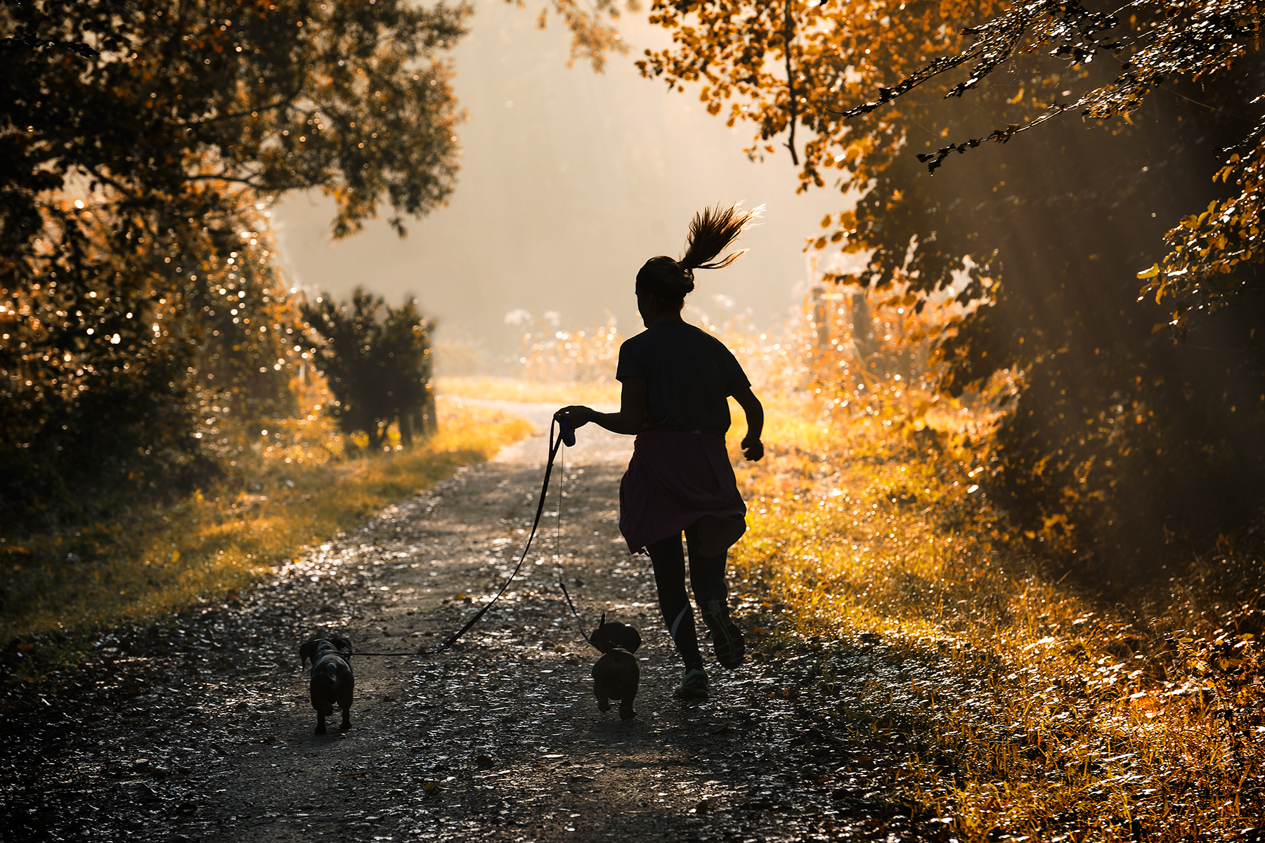 Bassotti ... in coda