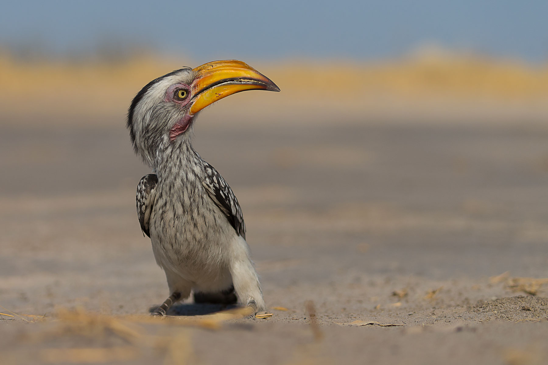 Hornbill