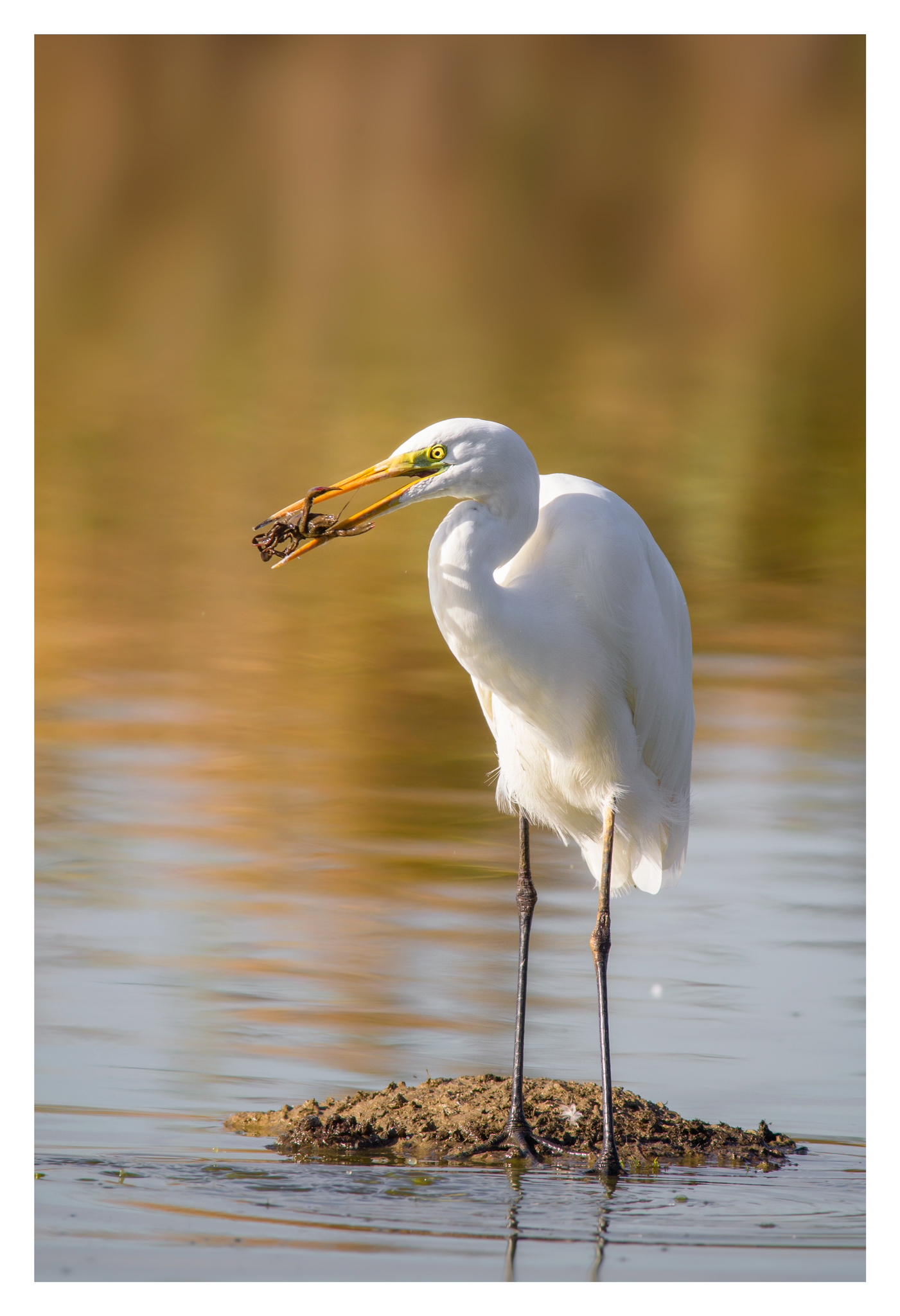 and for lunch... rudités of the Sea