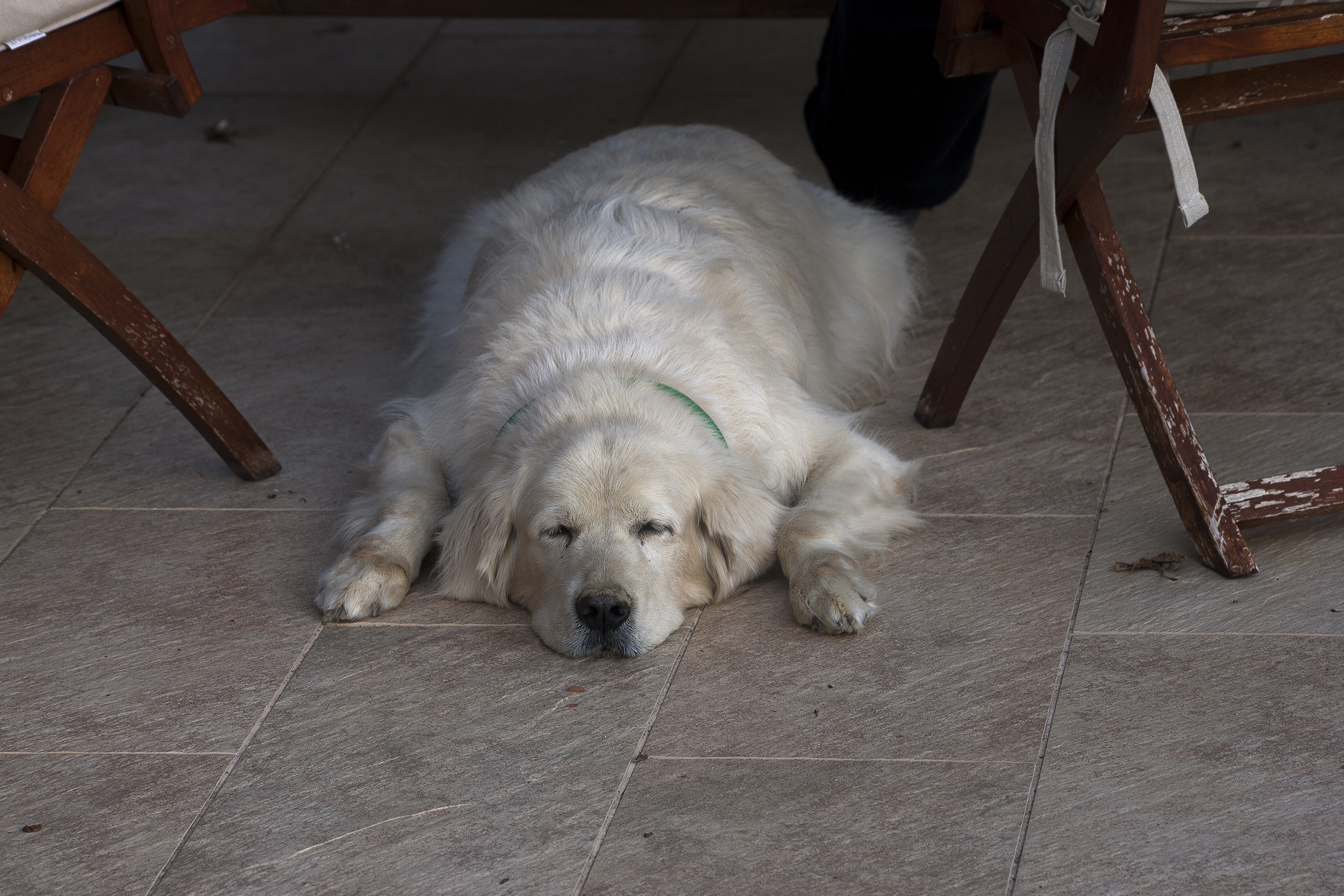 Haris, the sleepy Labrador
