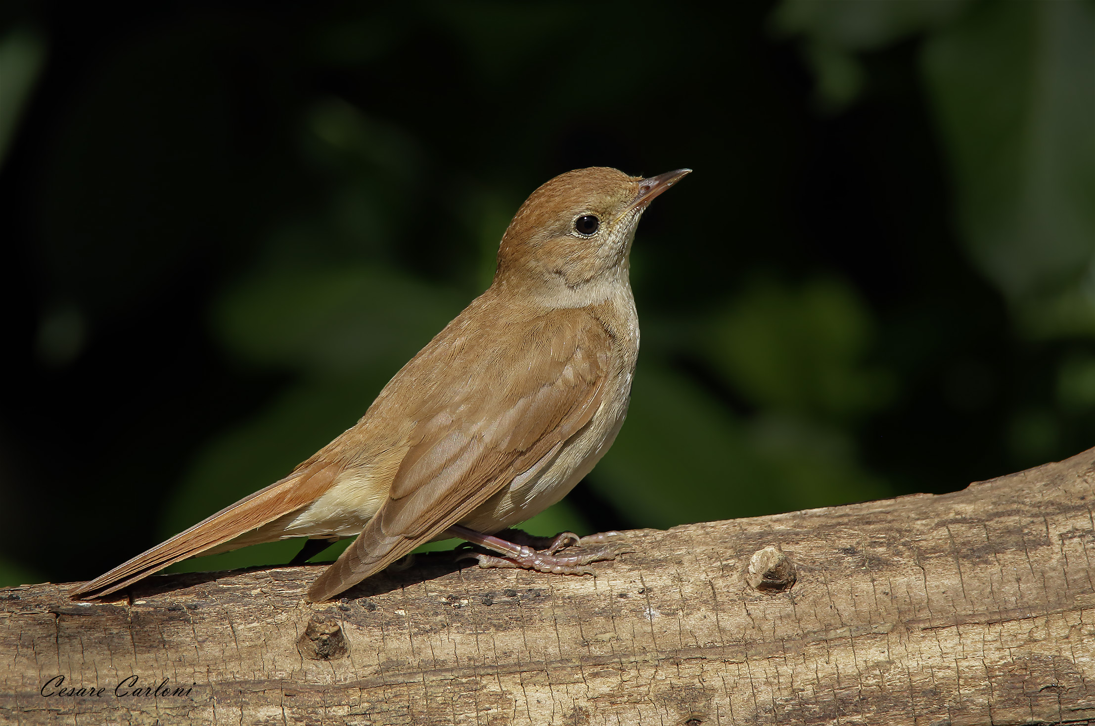 Usignolo (Luscinia megarhyncios)