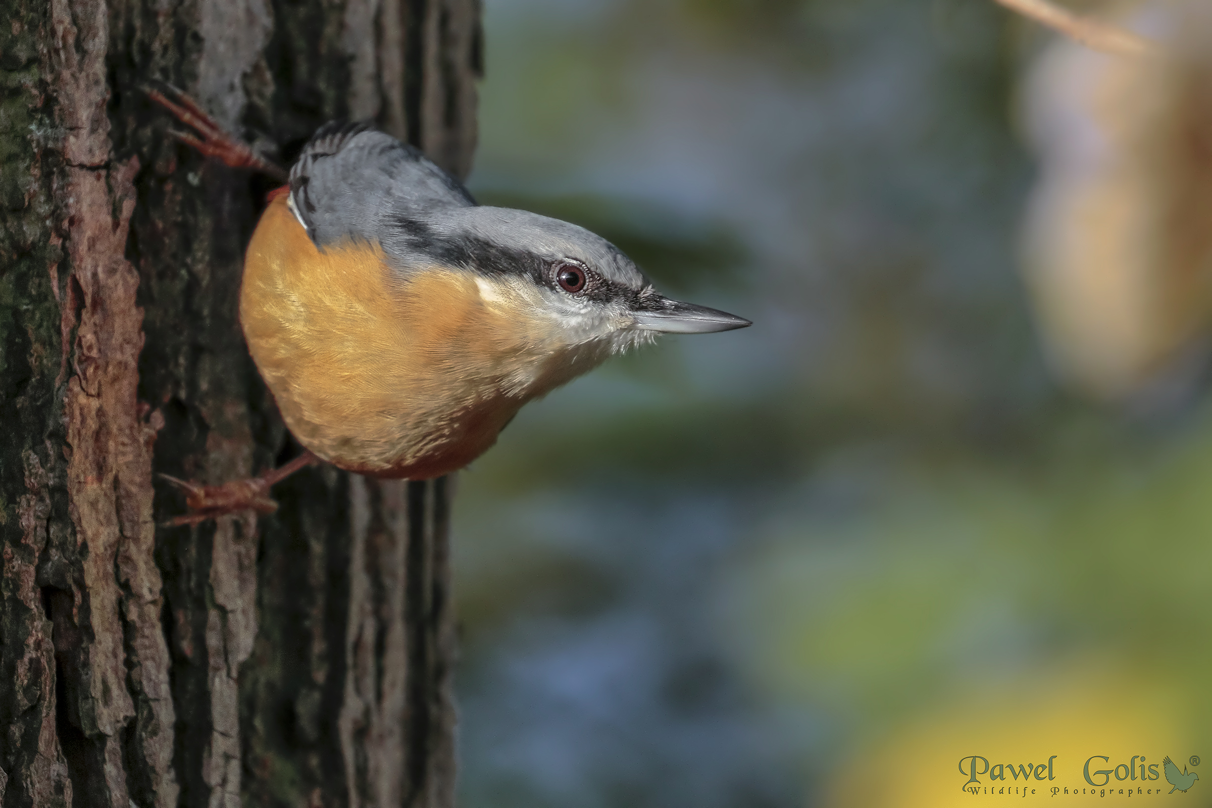 Picchio muratore eurasiatico (Sitta europaea)