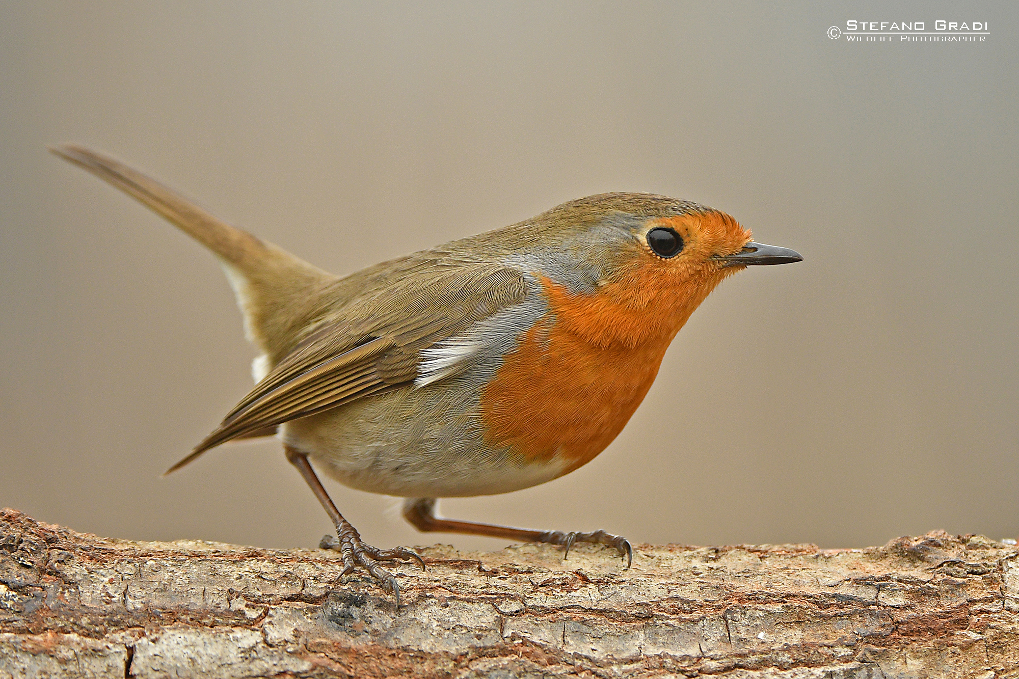 Robin