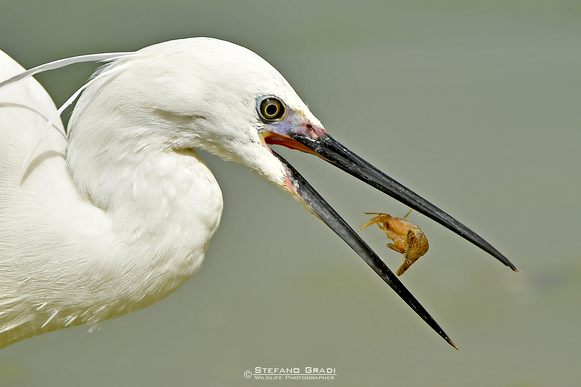 Egret