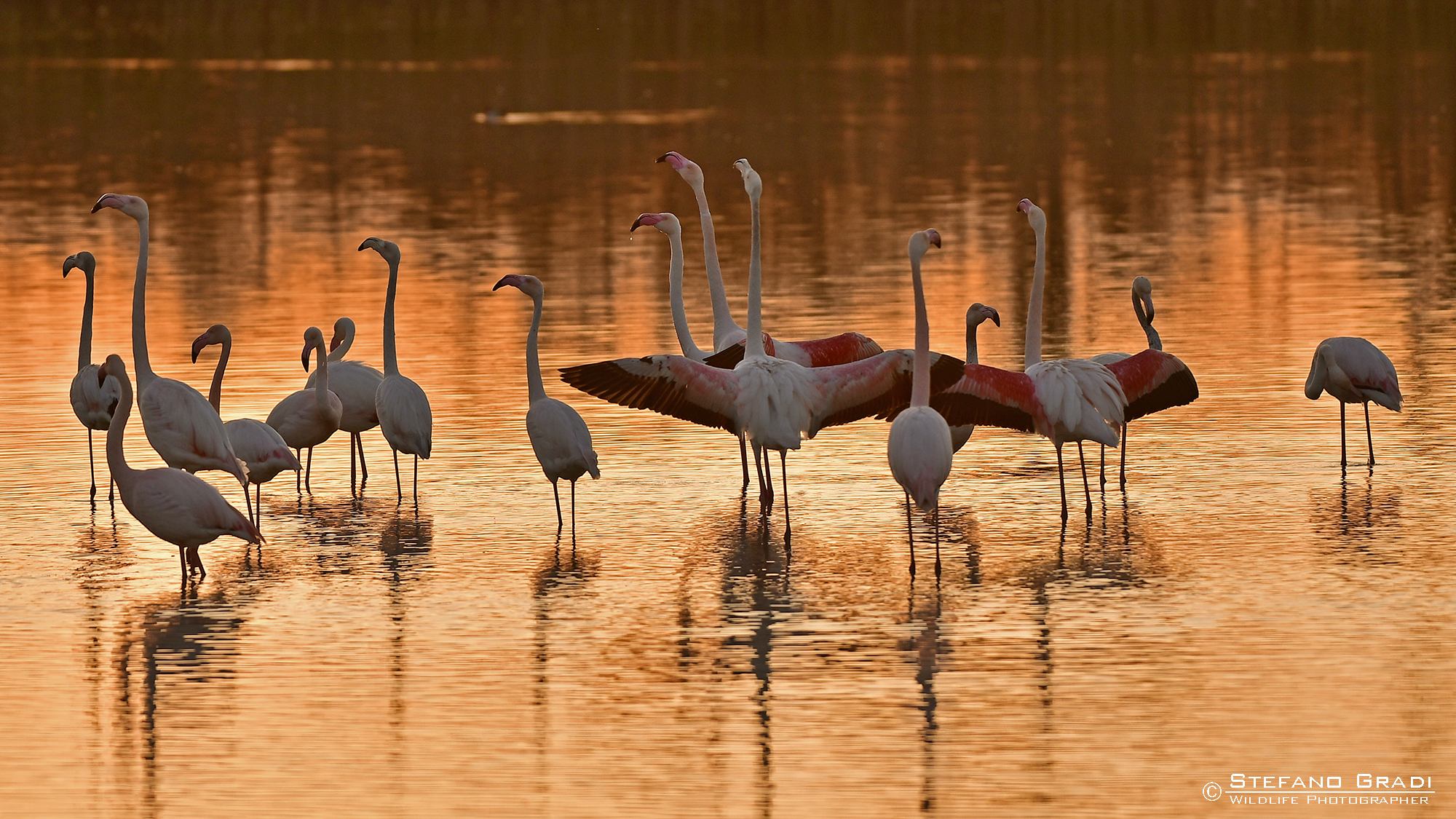 Flamingos at sunset