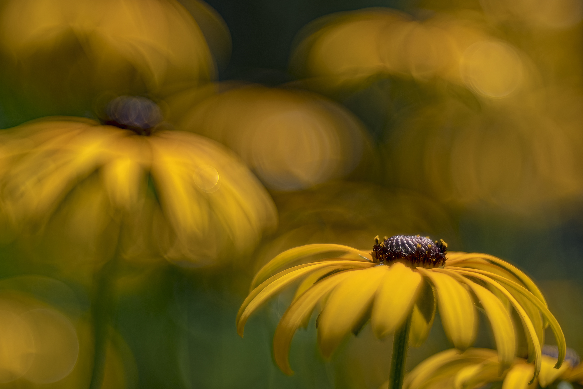 Rudbeckia fulgida