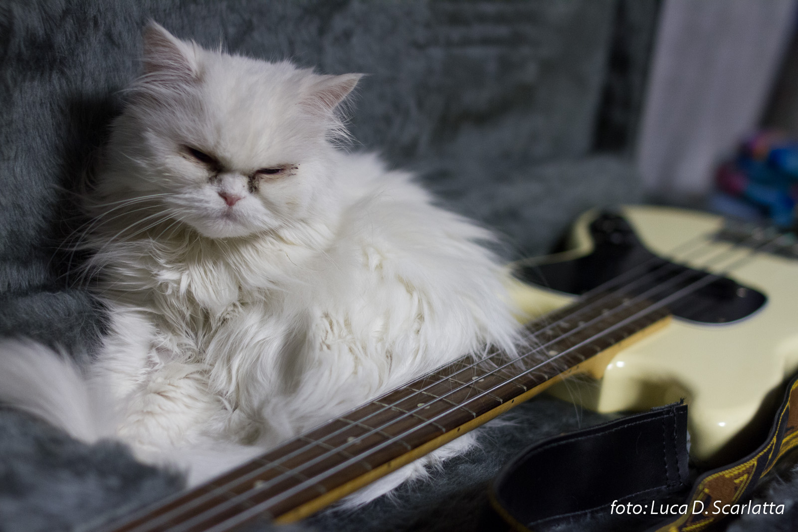 Chana, la gatta bassista...