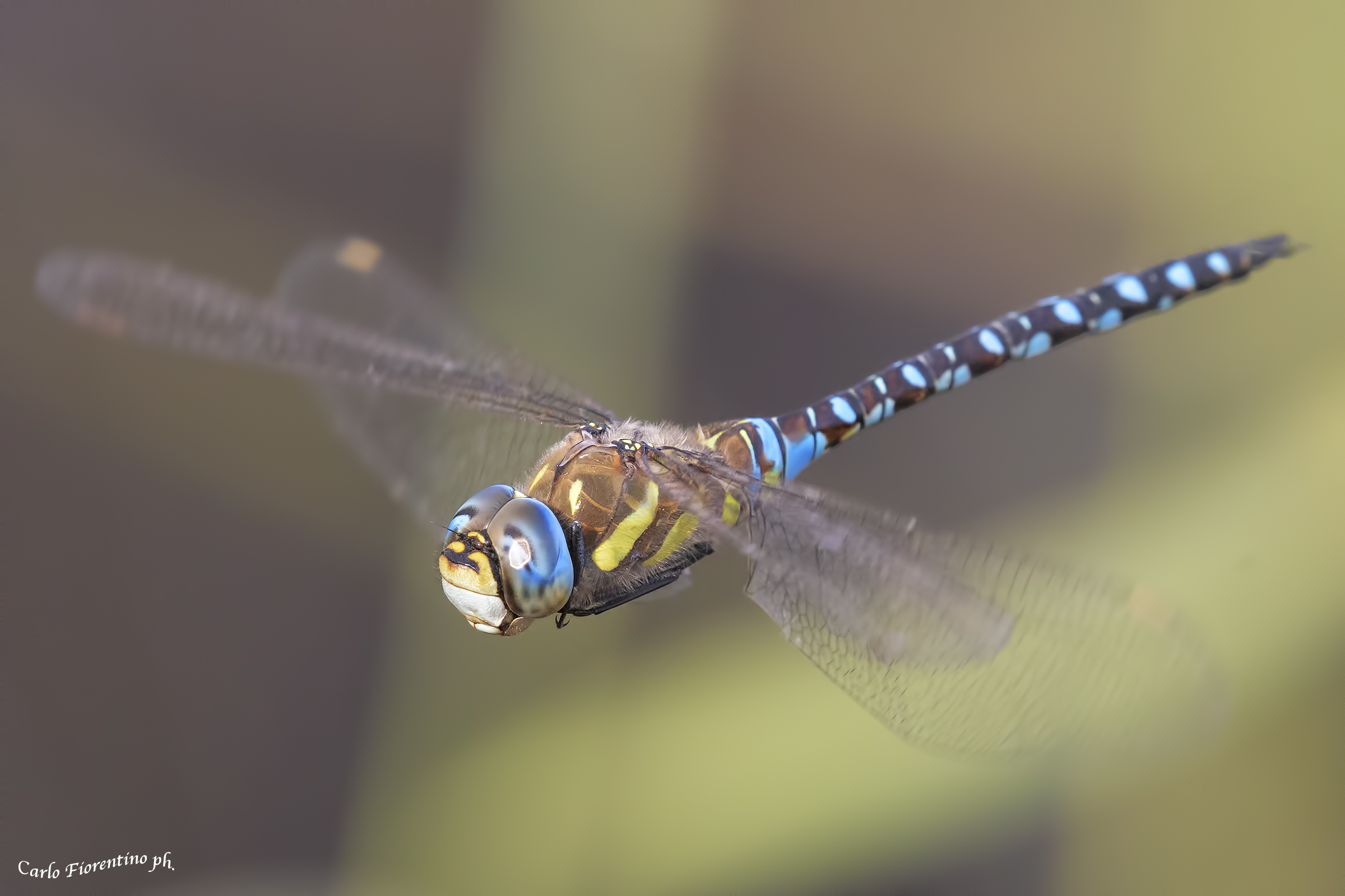 Aeshna mixta, Riserva Naturale Le Cesine