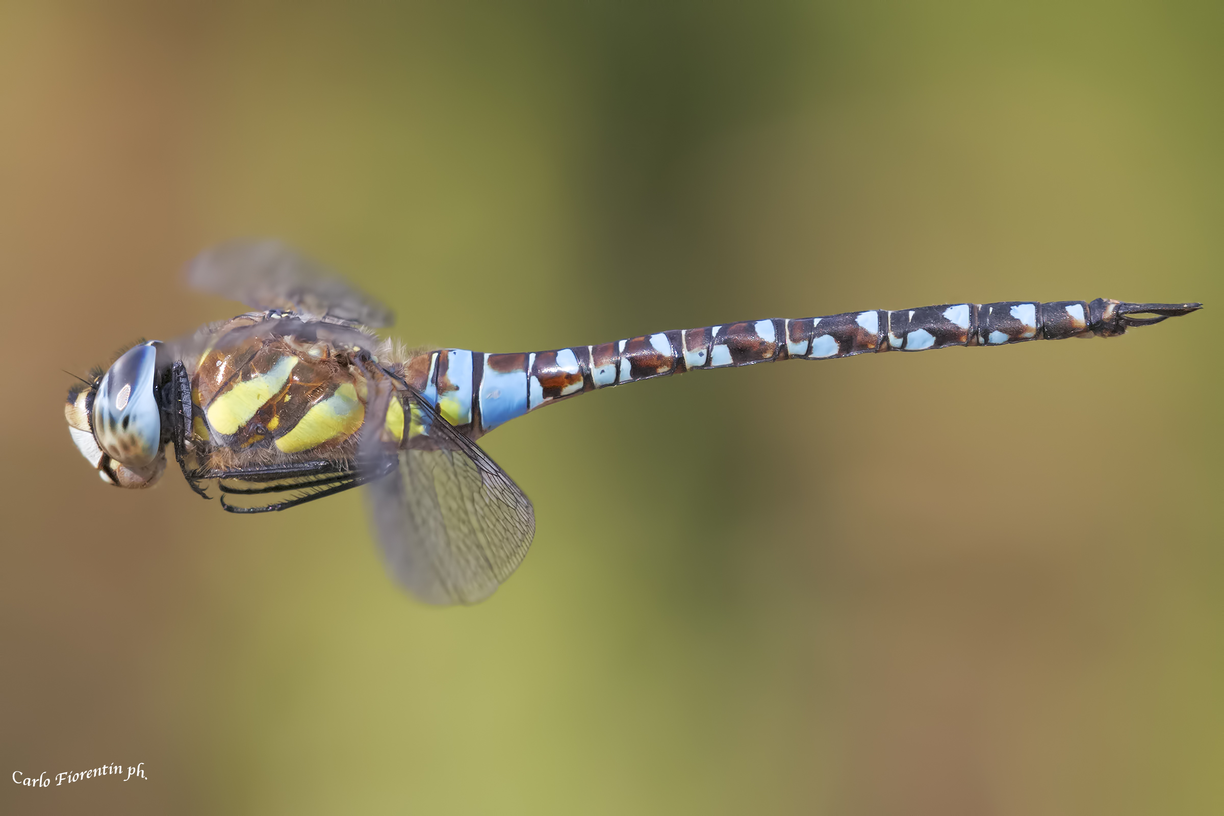 Aeshna mixta, nature reserve Le Cesine