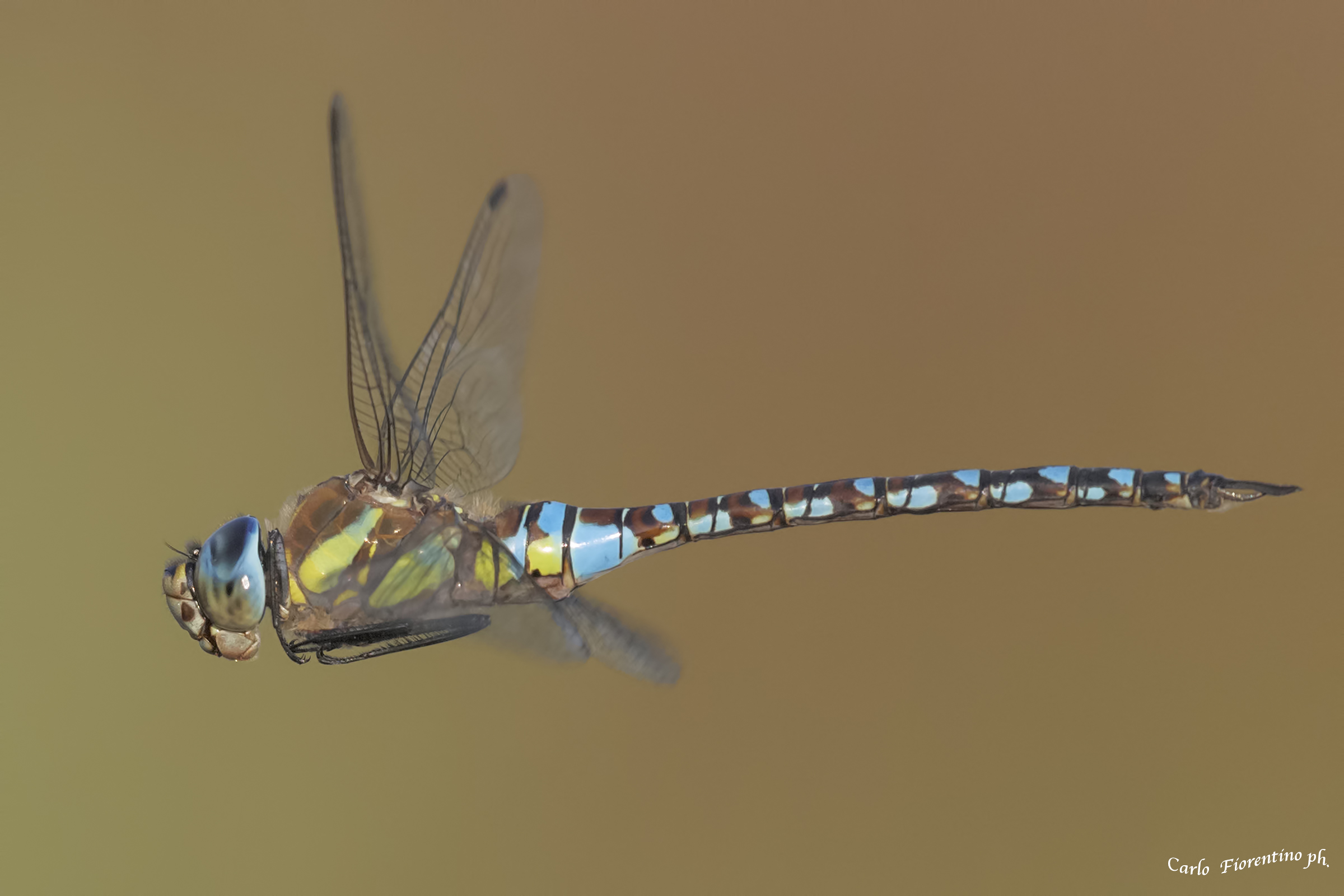Aeshna mixta, nature reserve Le Cesine