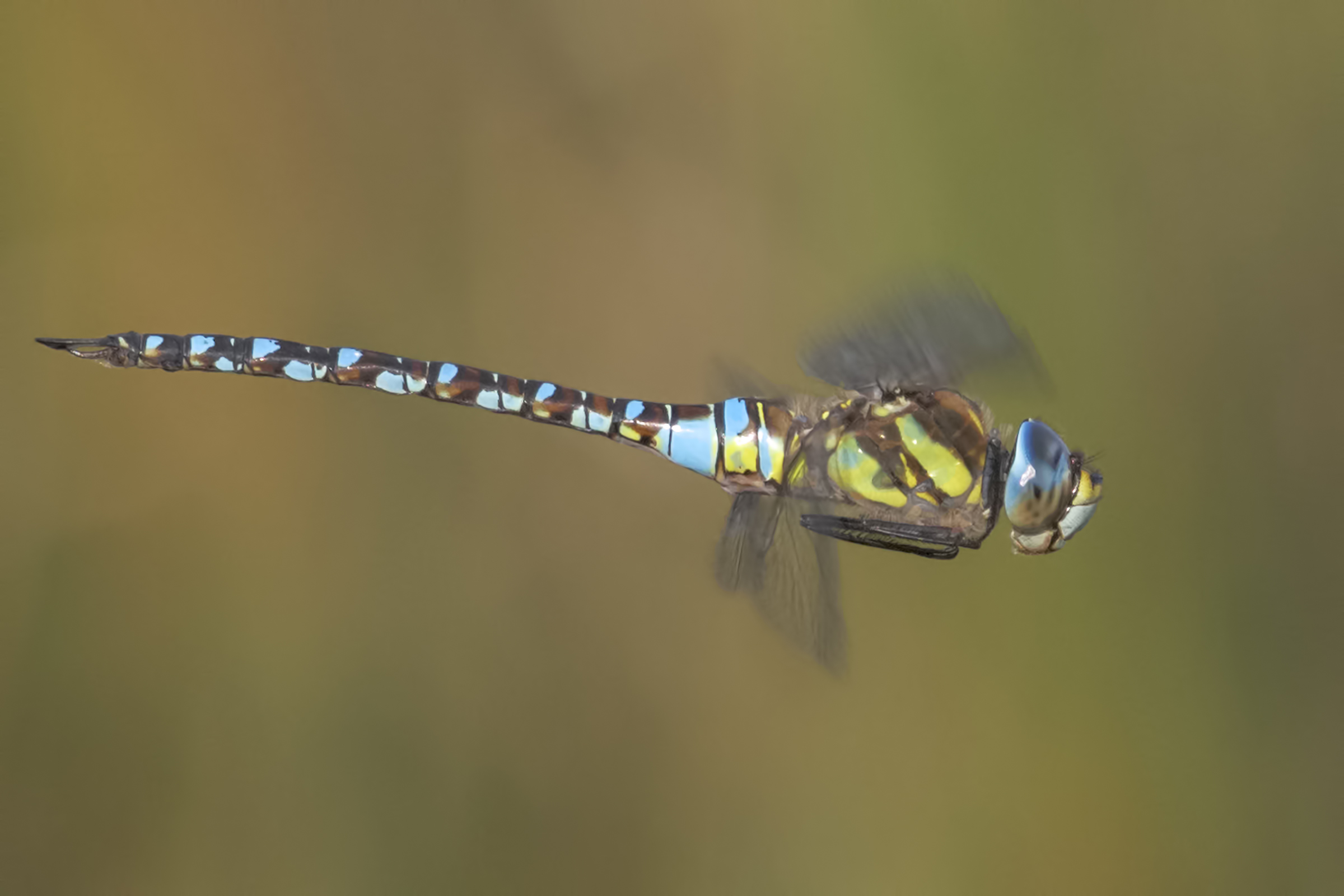 Aeshna mixta, Riserva Naturale Le Cesine