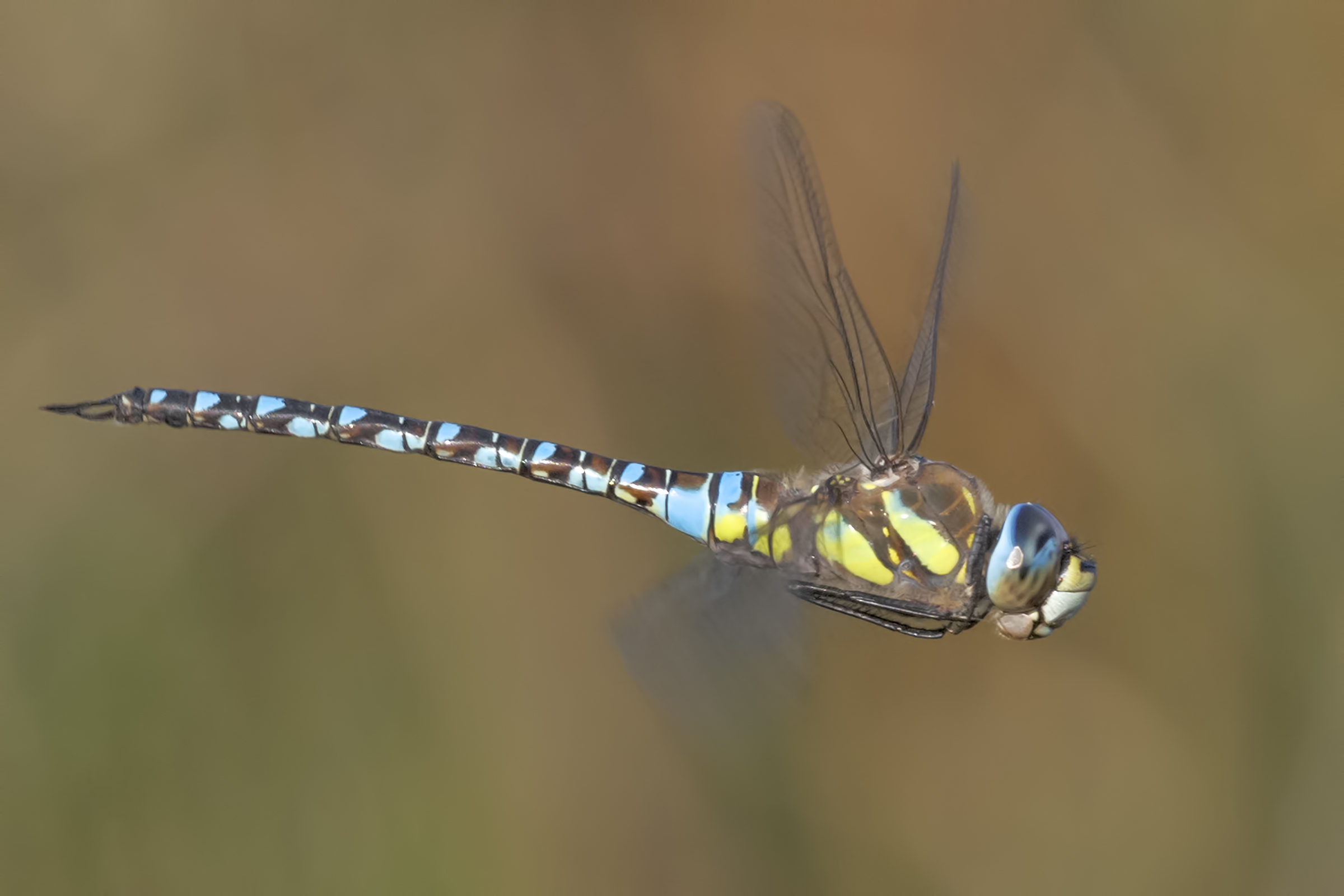 Aeshna mixta, Riserva Naturale Le Cesine