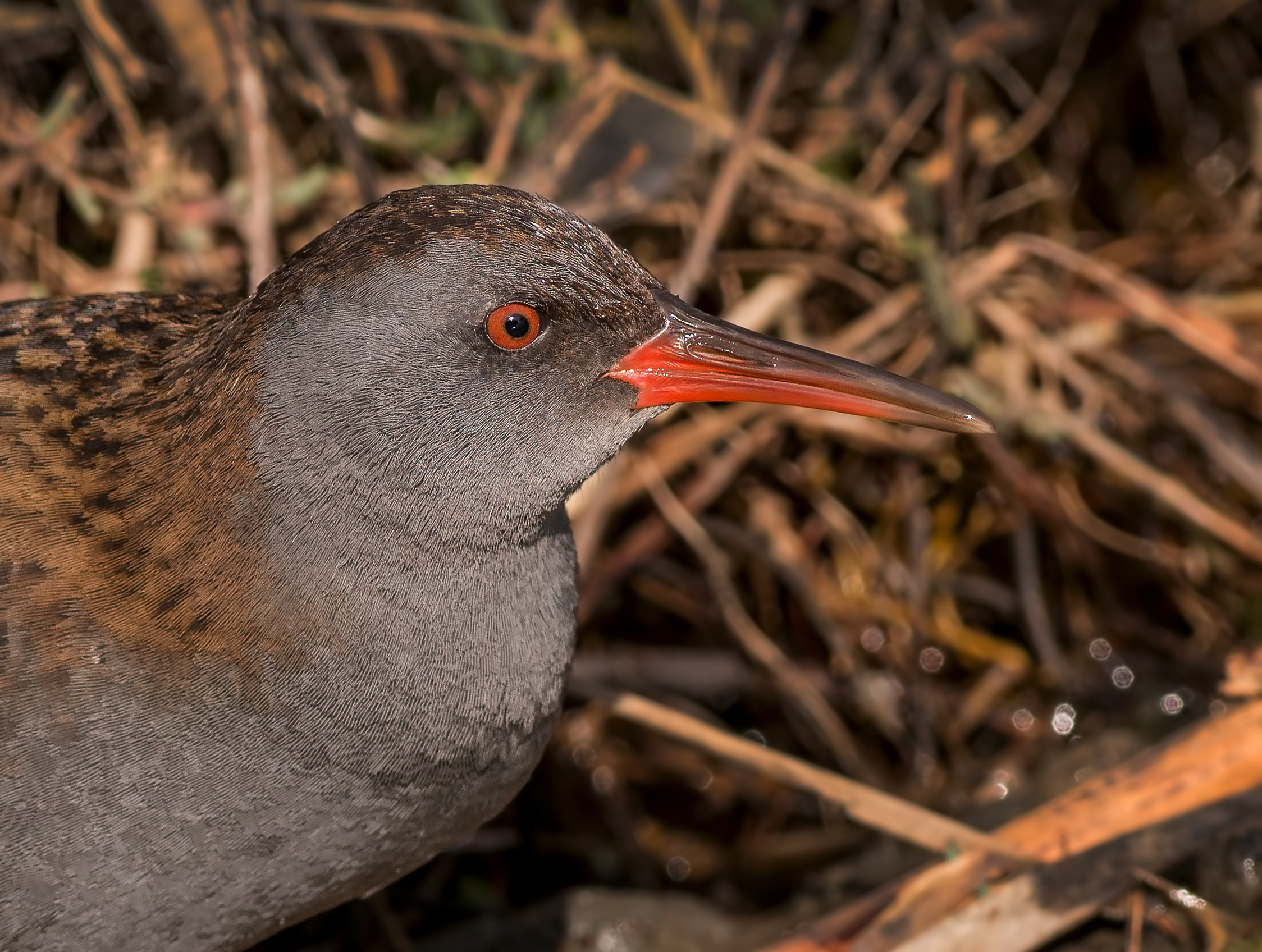Water Rail