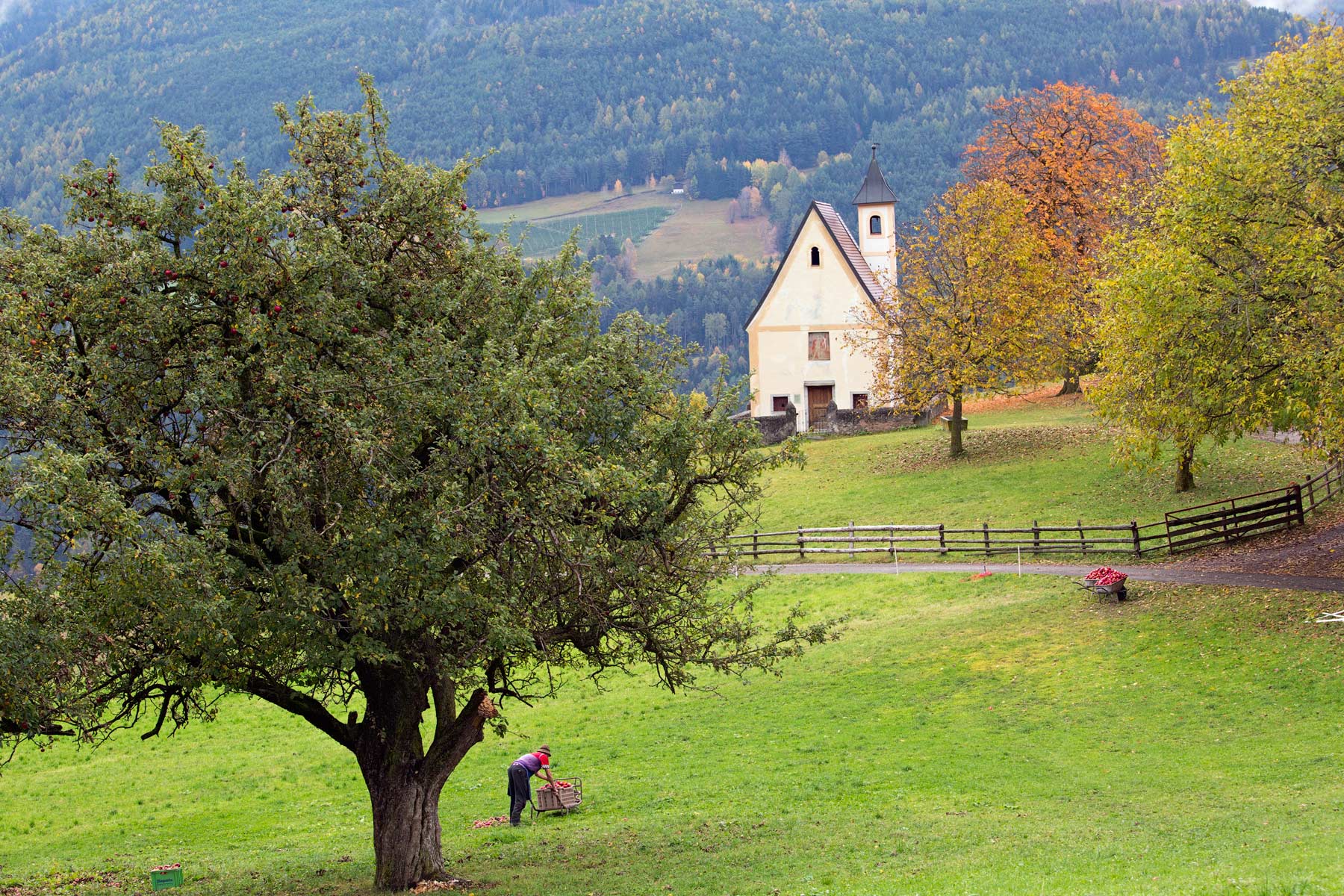 The Harvest of Apples