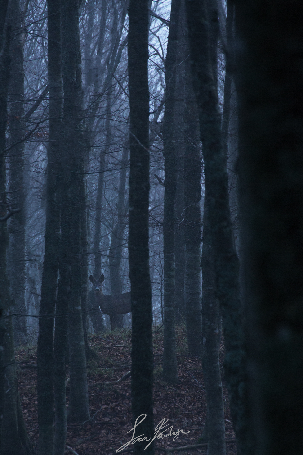 Spirit of the Forest