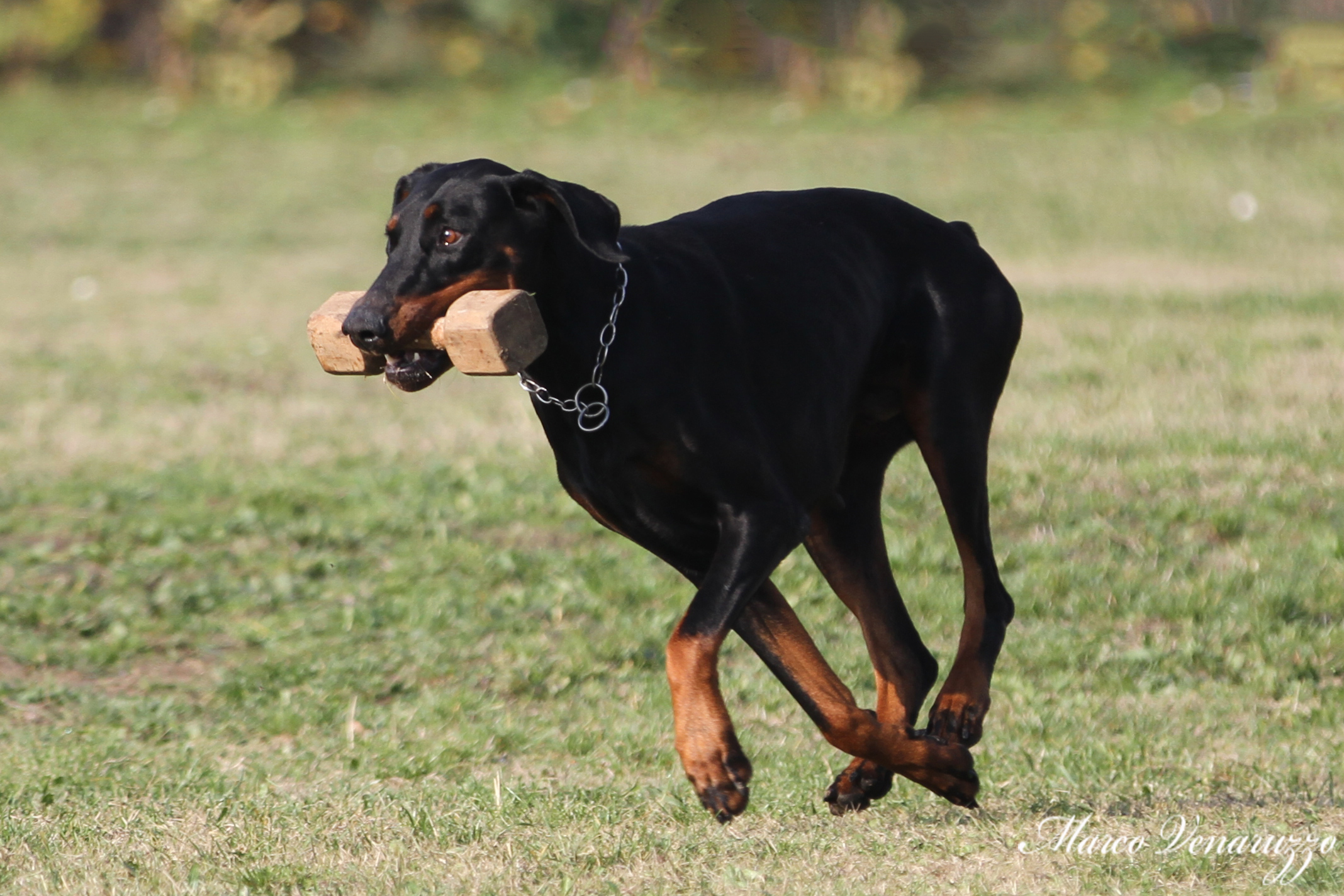 Doberman
