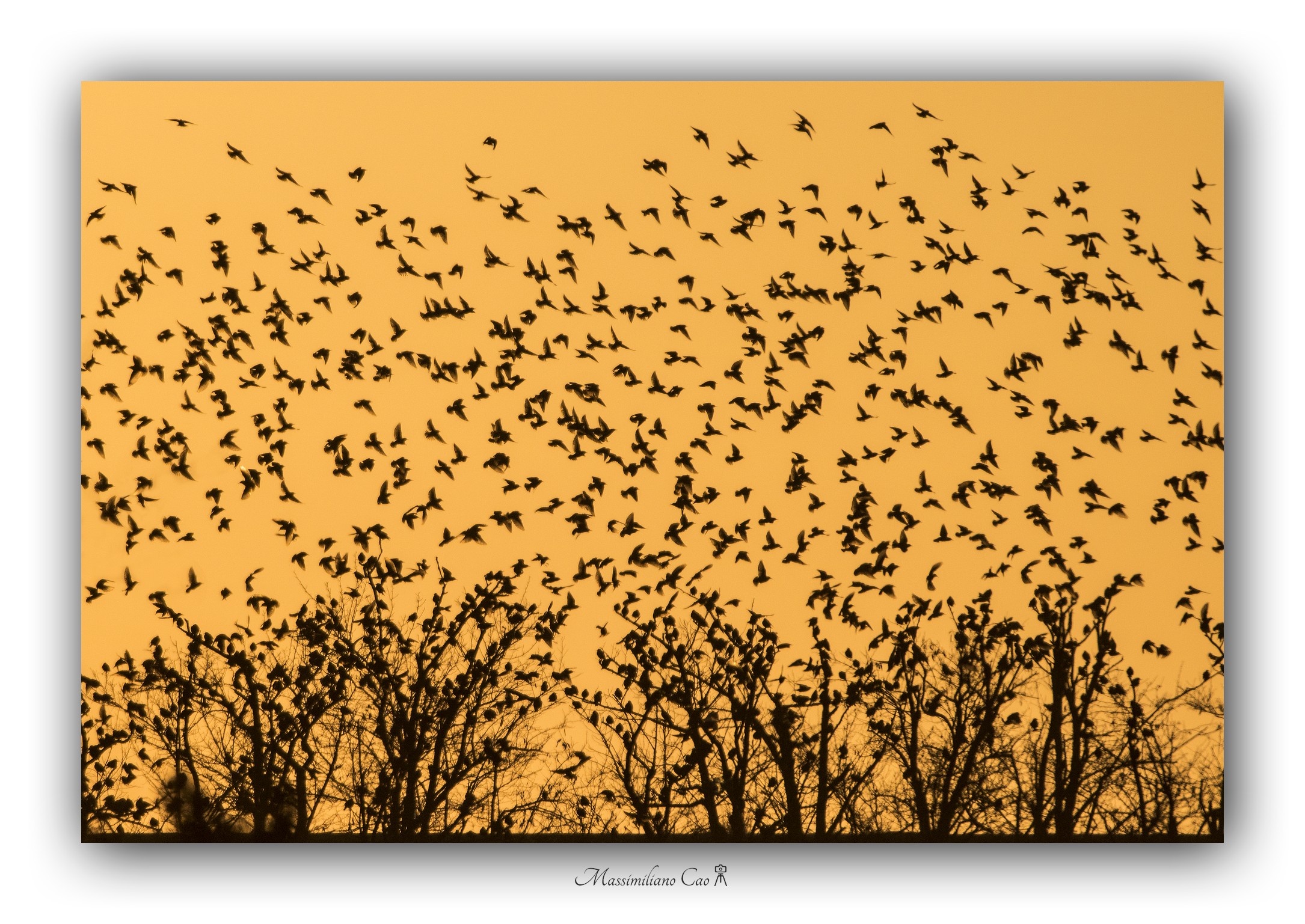 Expressions of freedom and joy