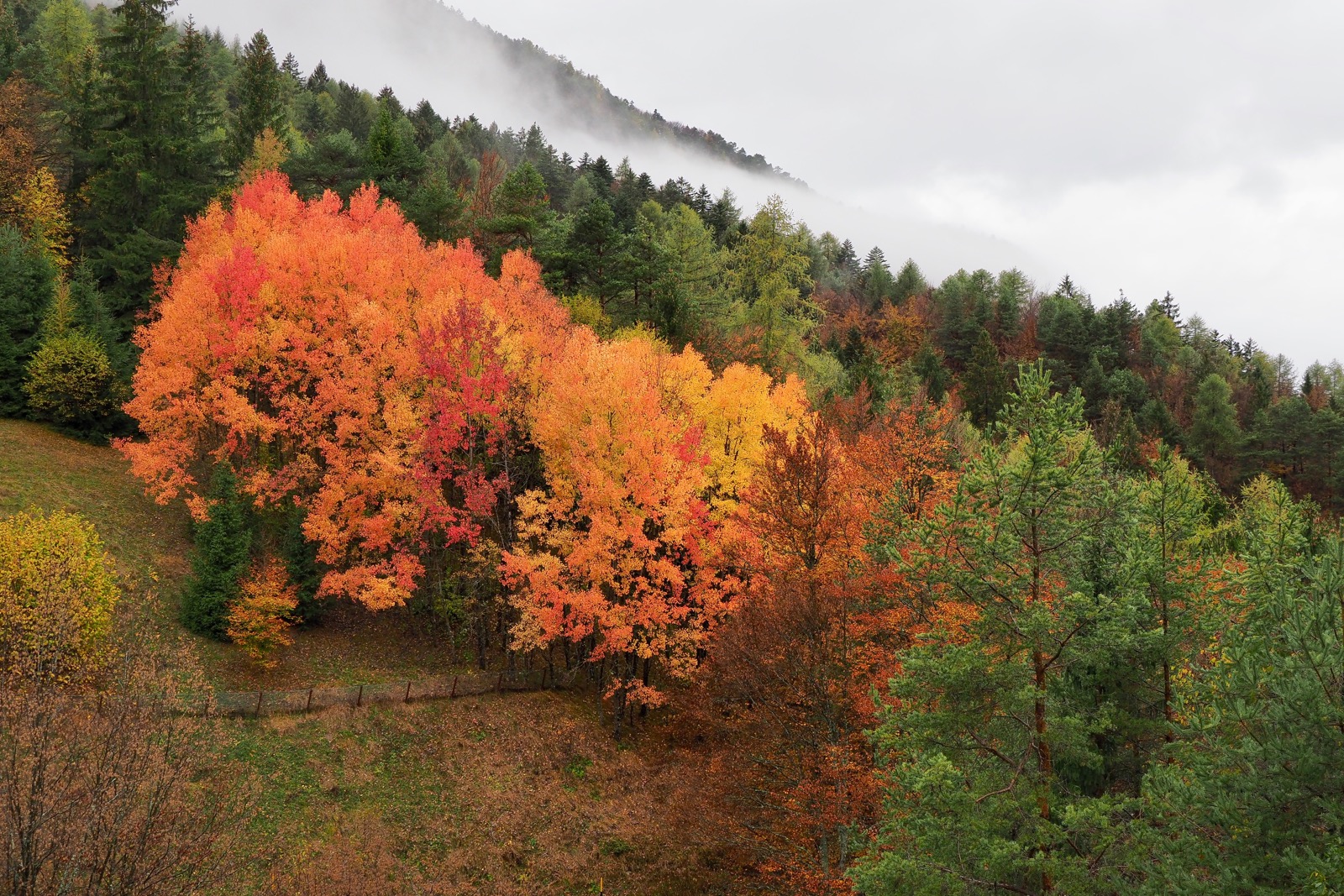 Riflettendo su i colori autunnali
