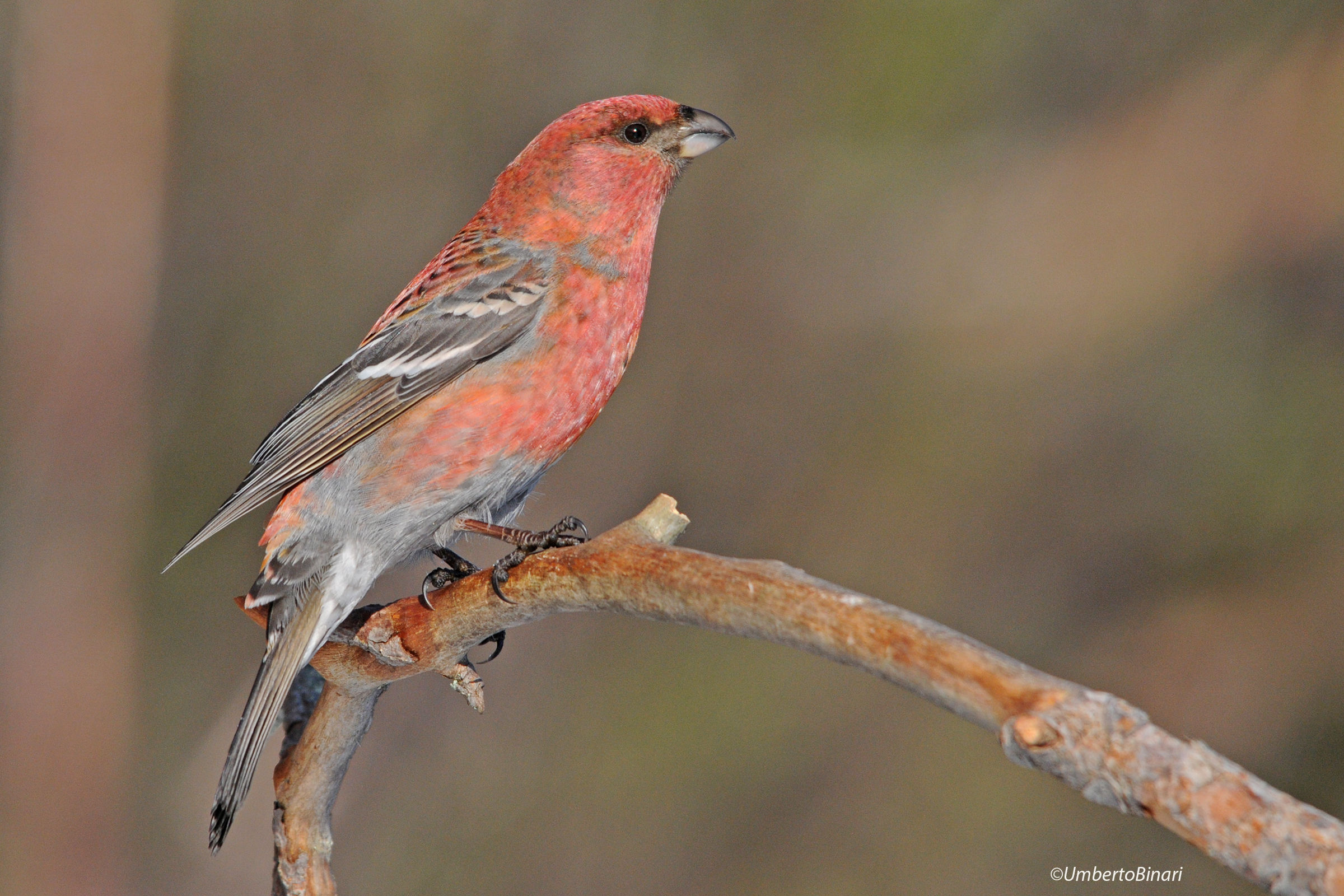 Ciuffolotto delle pinete (Pinicola enucleator)