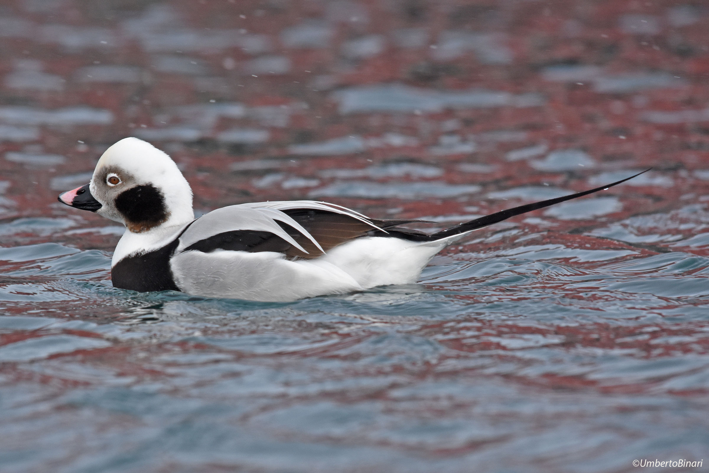 Moretta codona (Clangula hyemalis), Long-tailed Duck